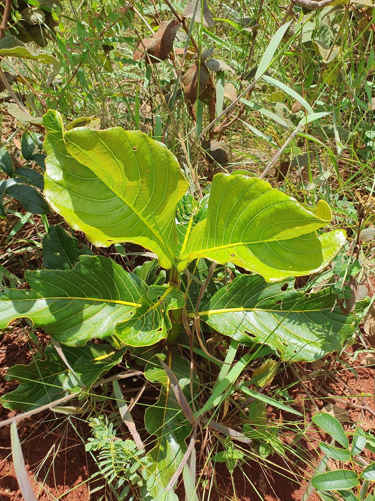 Photo of Palicourea rigida (8/12)