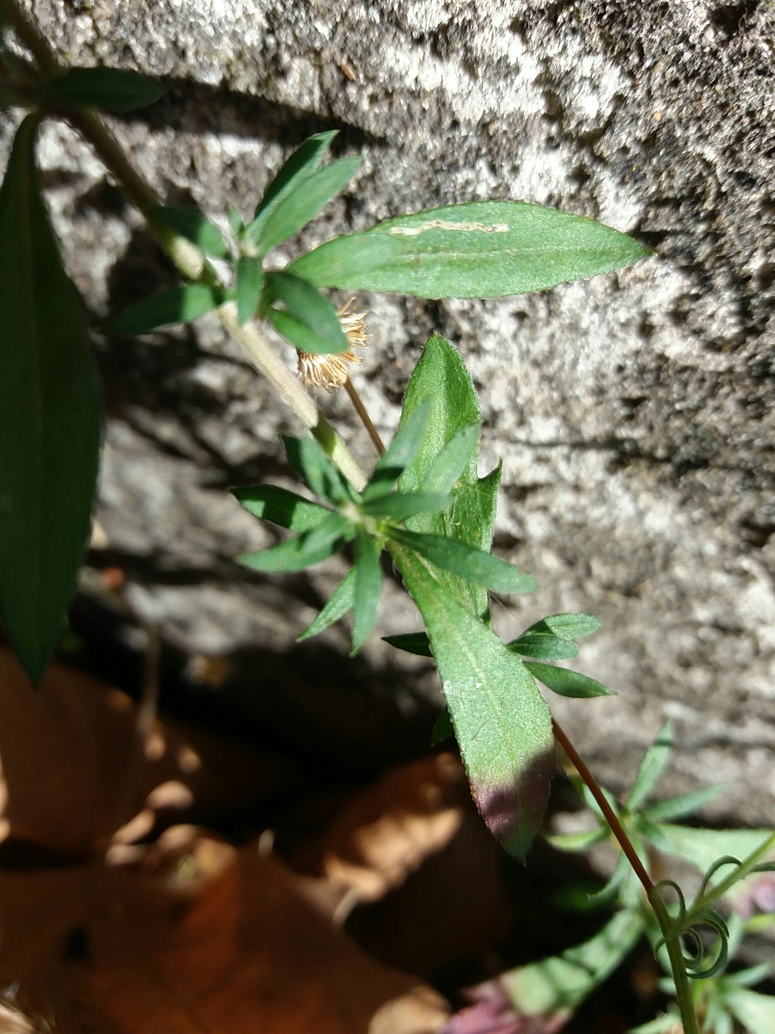 Photo of Mexican Fleabane (7/12)