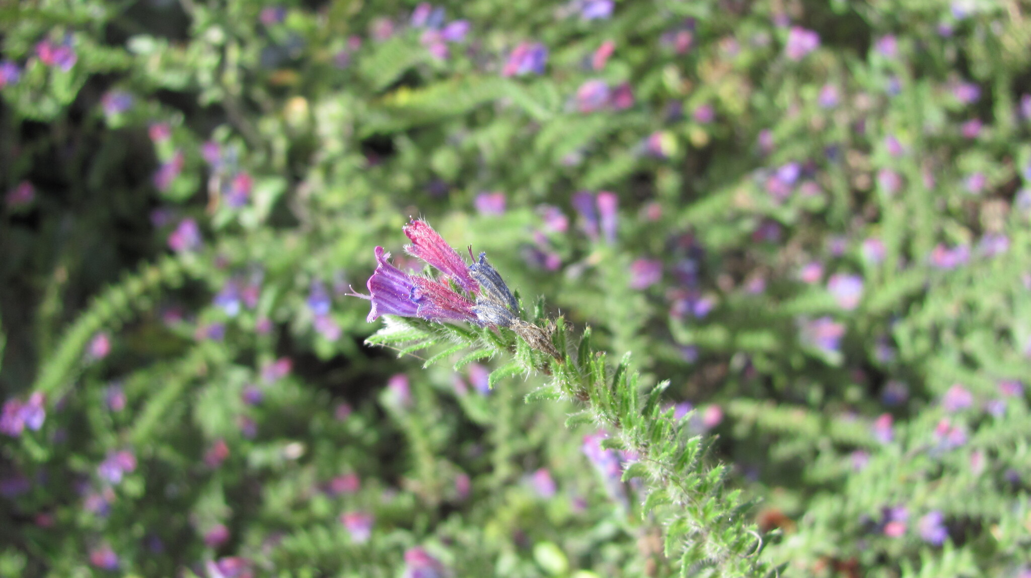 Photo of Echium tuberculatum (10/12)