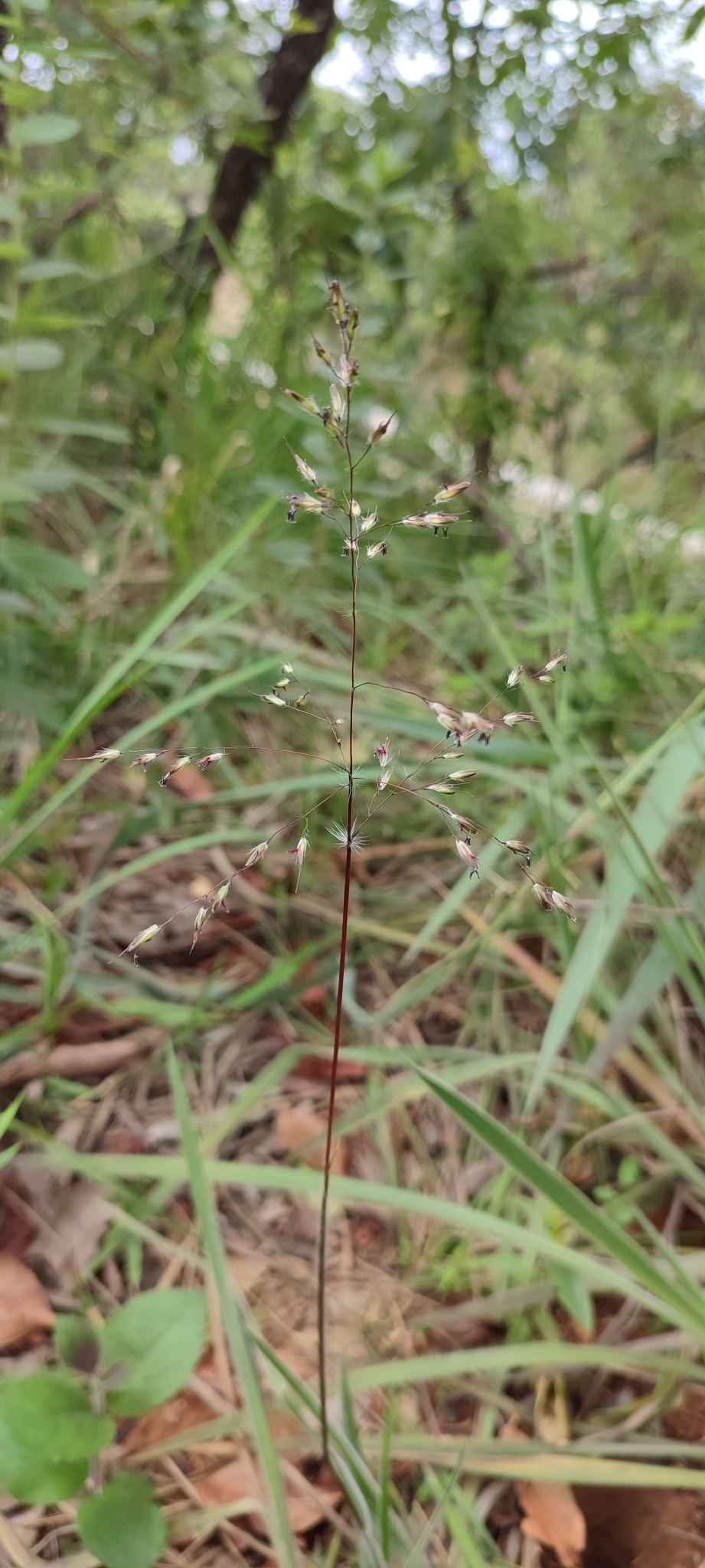 Photo of Eragrostis polytricha (12/12)