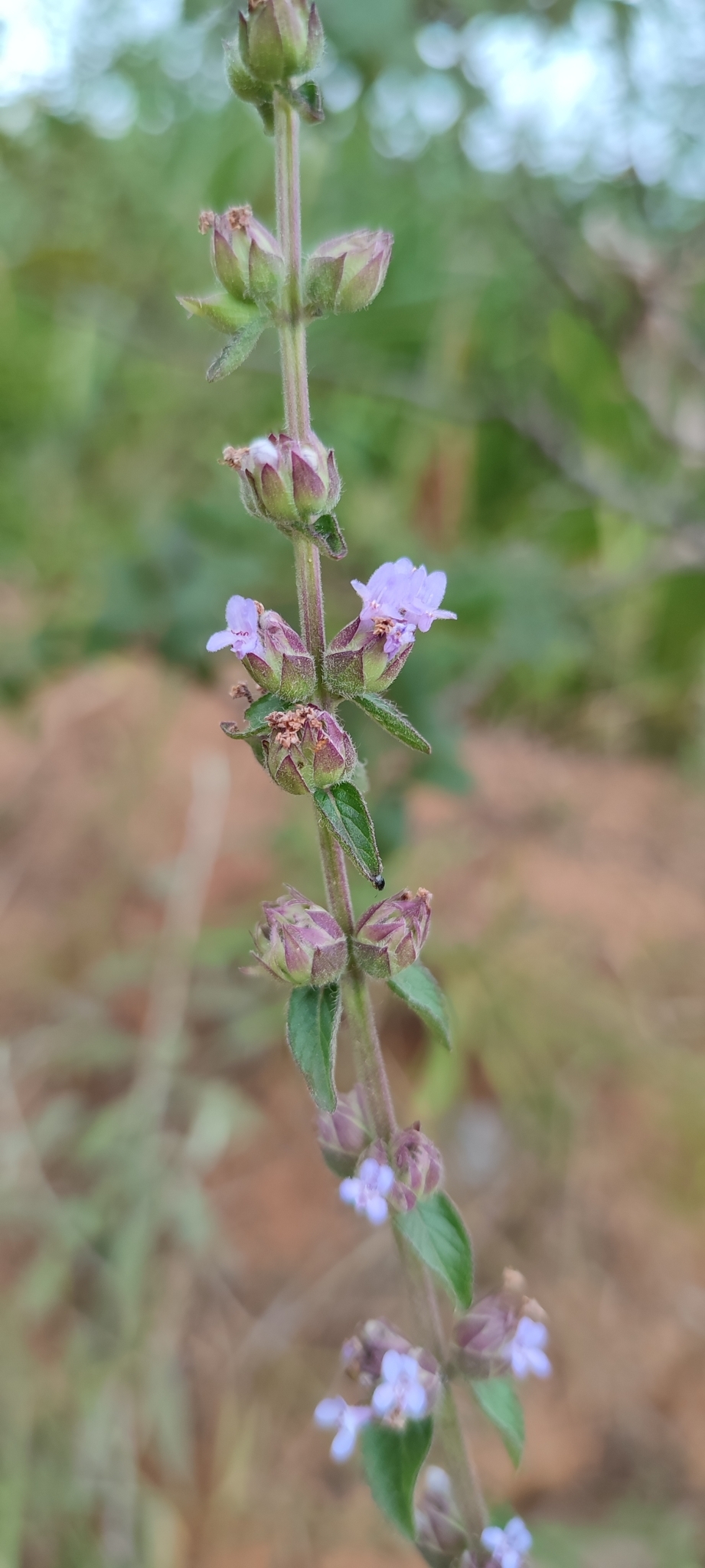 Photo of Oocephalus oppositiflorus (1/12)