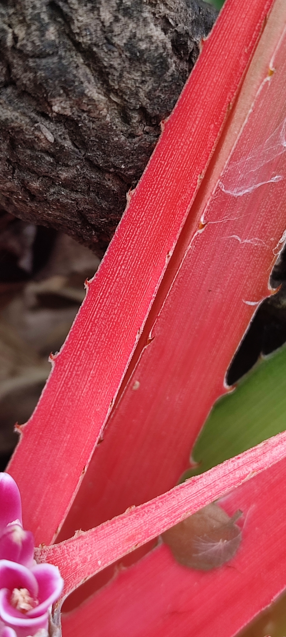 Photo of Bromelia goyazensis (11/12)