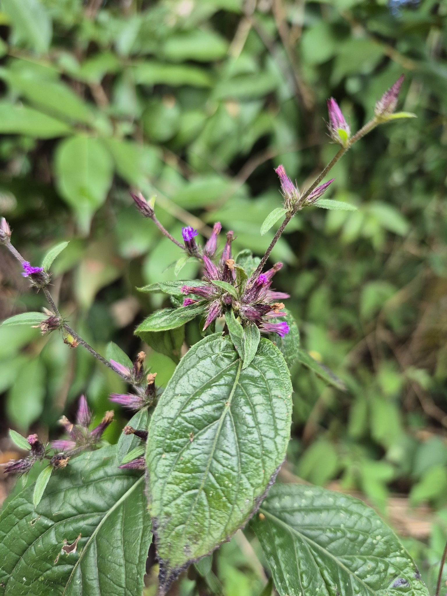 Photo of Lepidaploa aurea (4/9)