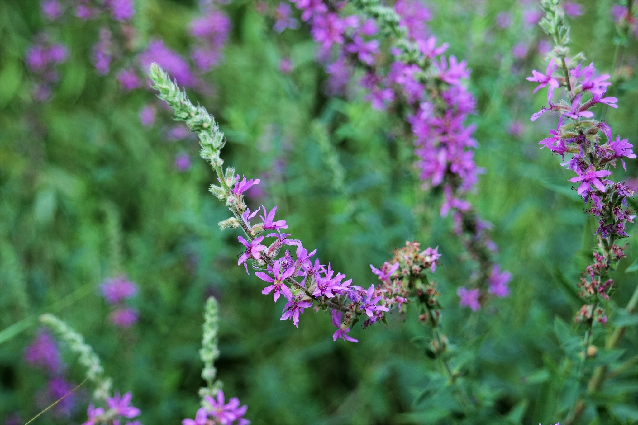 Photo of purple loosestrife (3/12)
