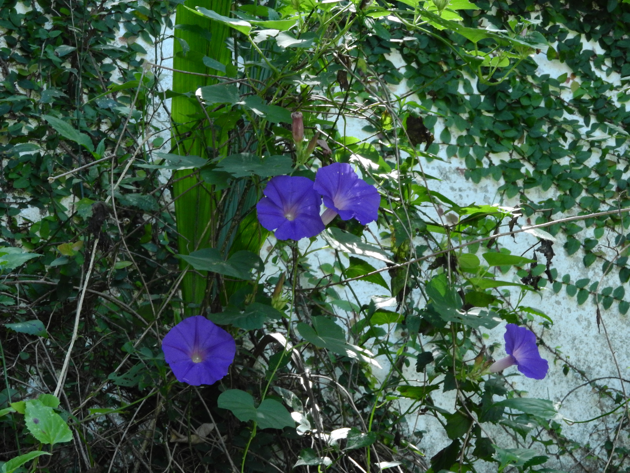 Photo of oceanblue morning glory (7/8)