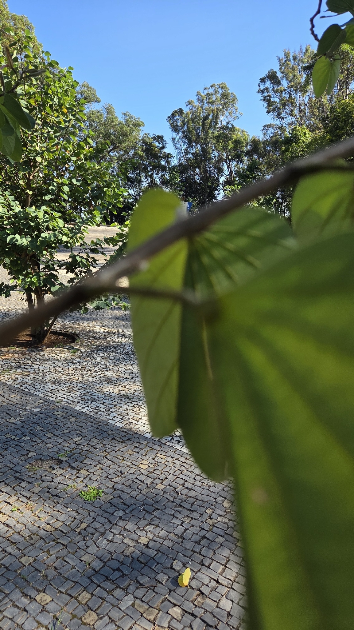 Photo of Brazilian orchid tree (3/7)