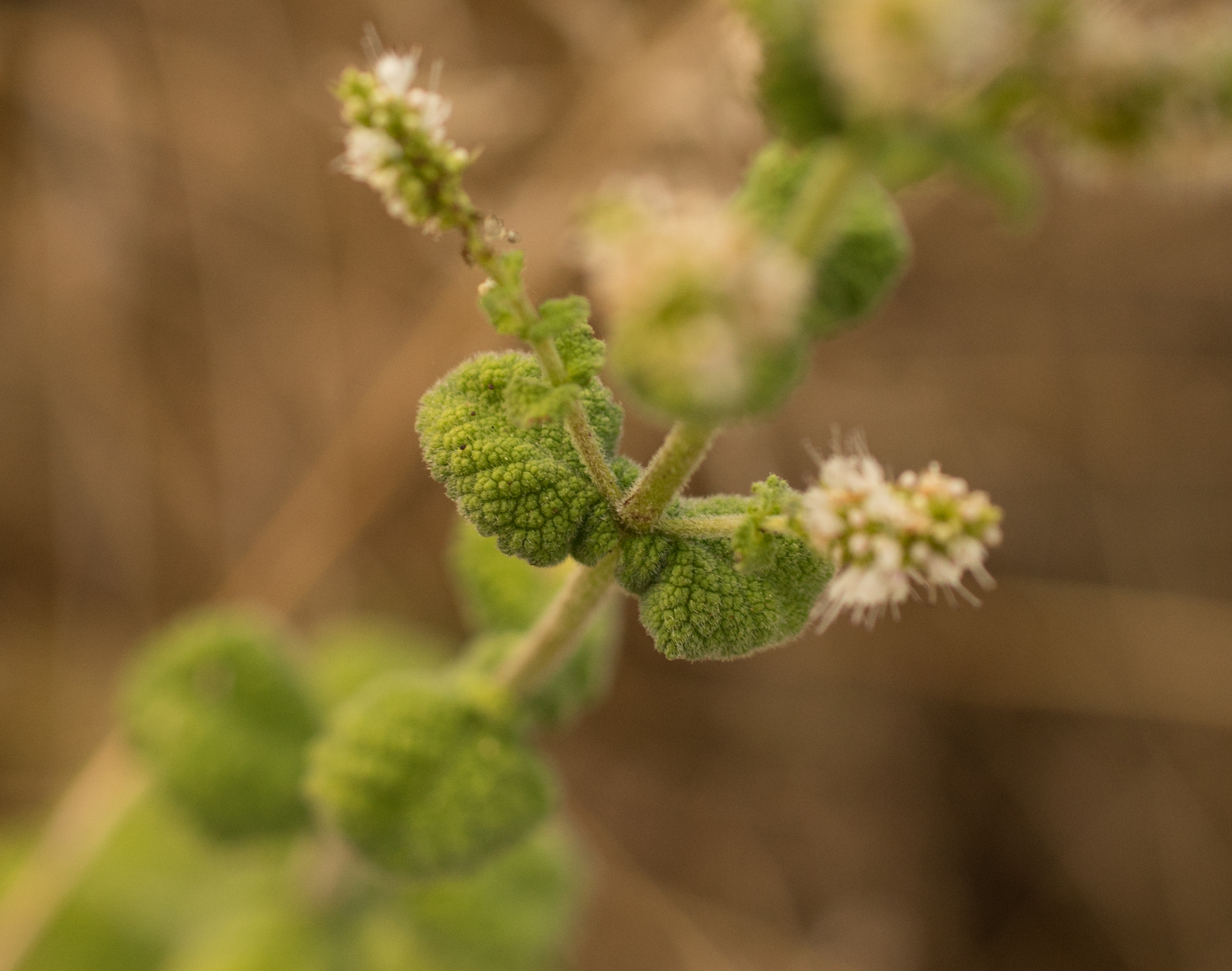 Photo of Apple Mint (4/9)
