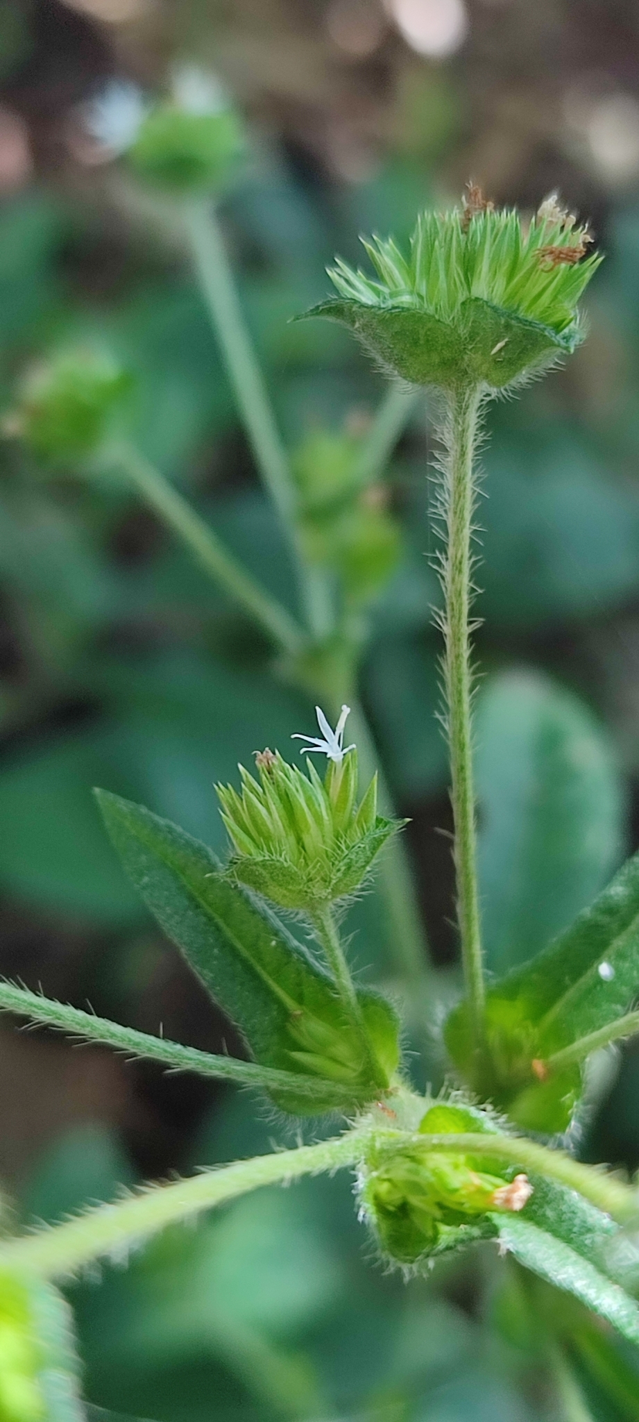 Photo of elephant's foot (9/12)