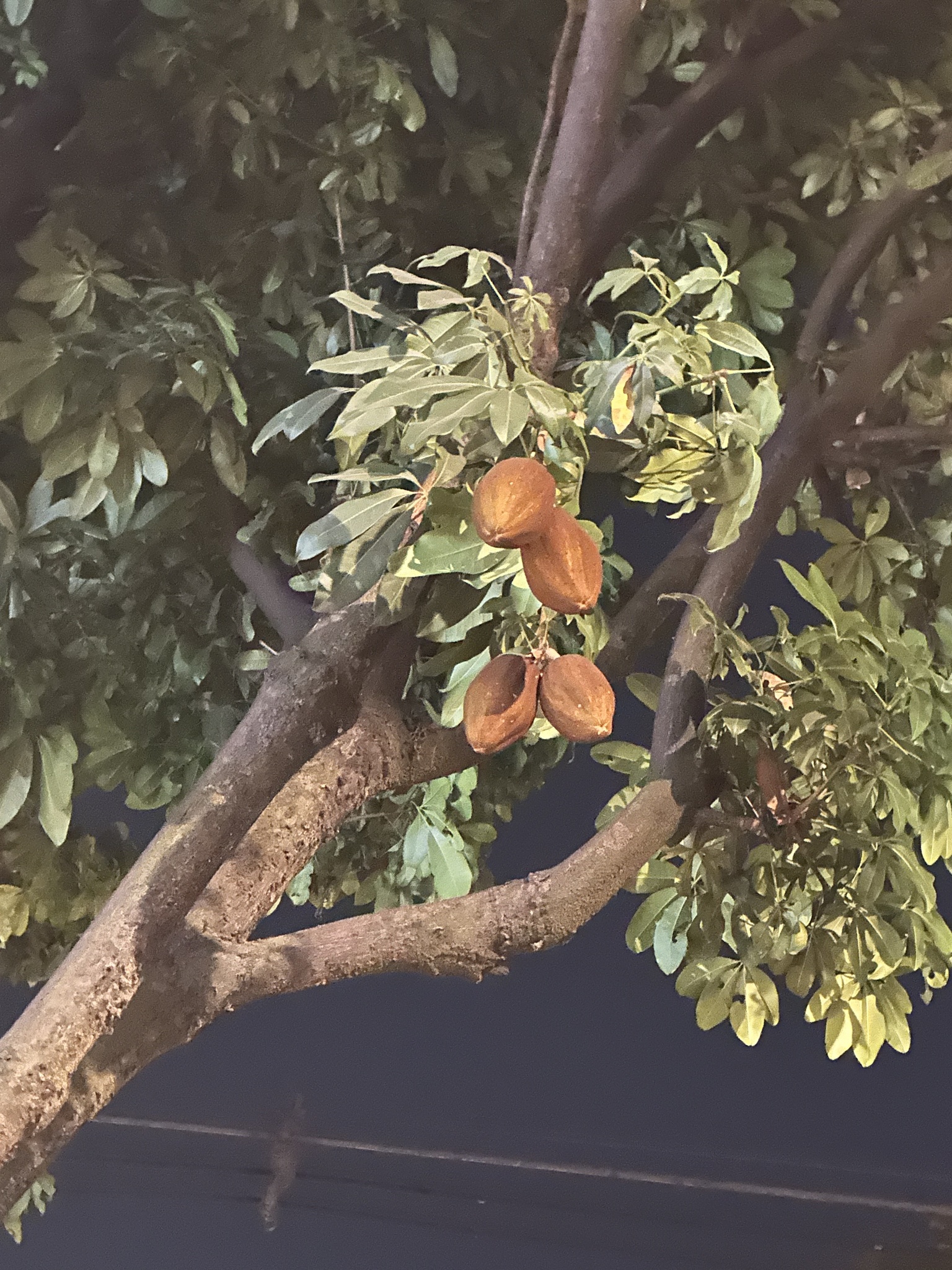 Photo of provision tree (4/12)