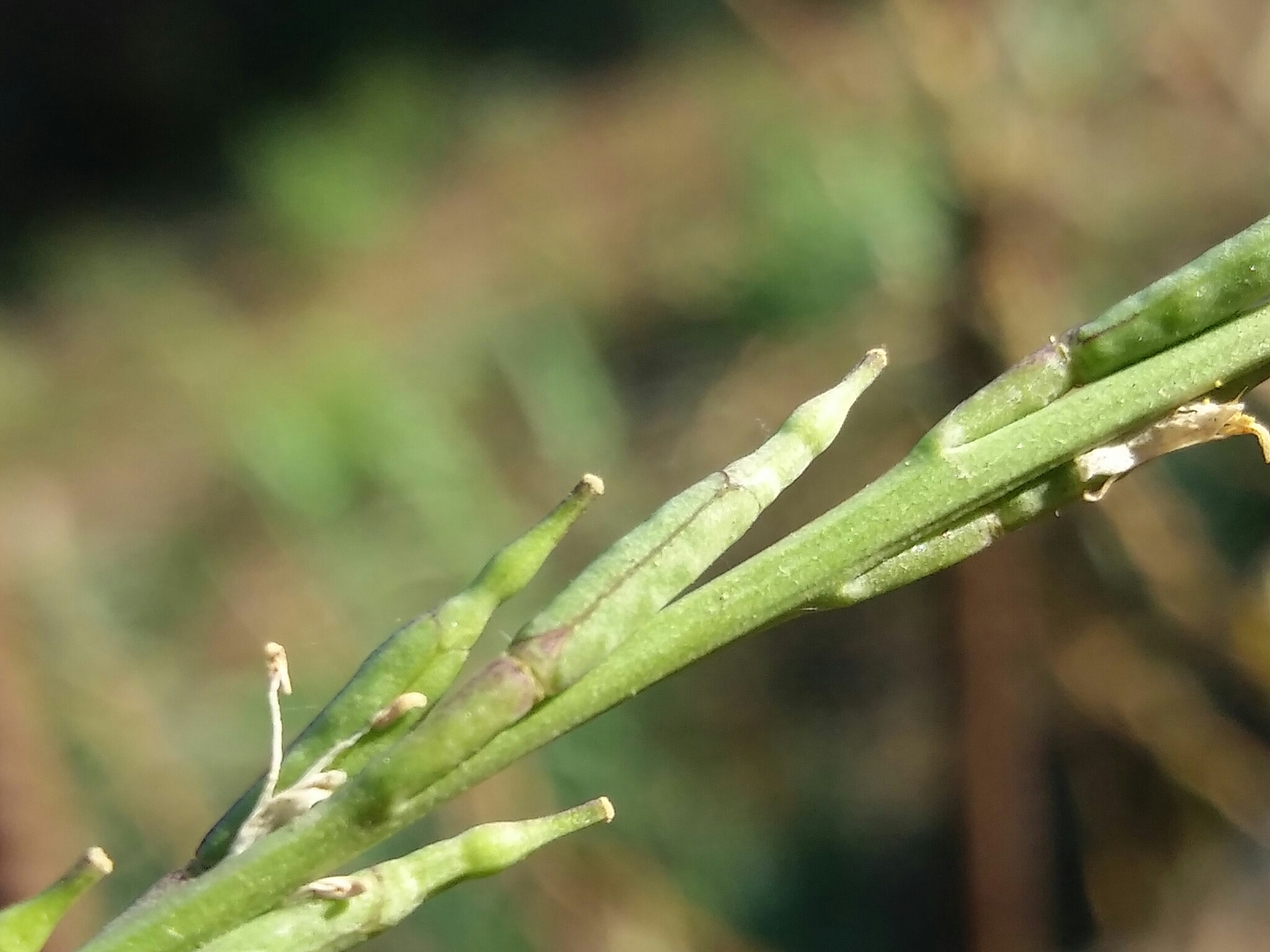 Photo of Shortpod Mustard (2/12)