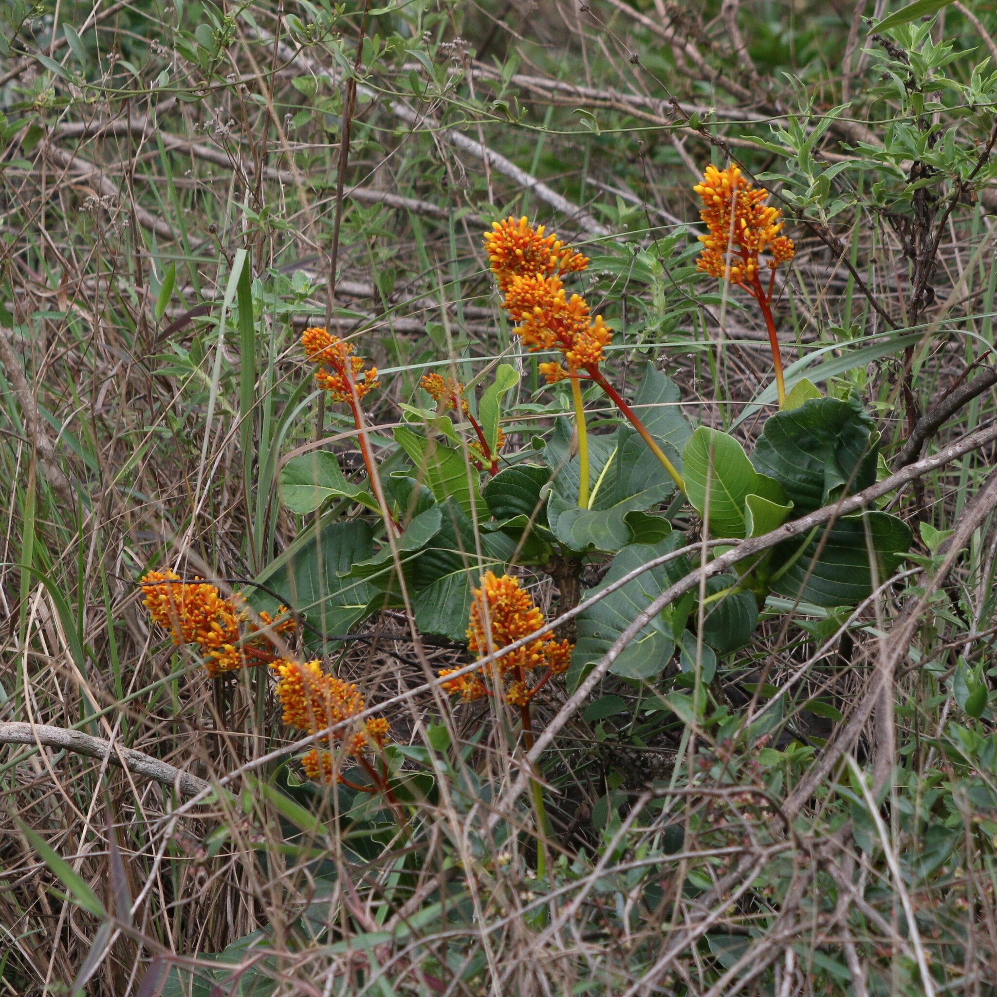 Photo of Palicourea rigida (9/12)