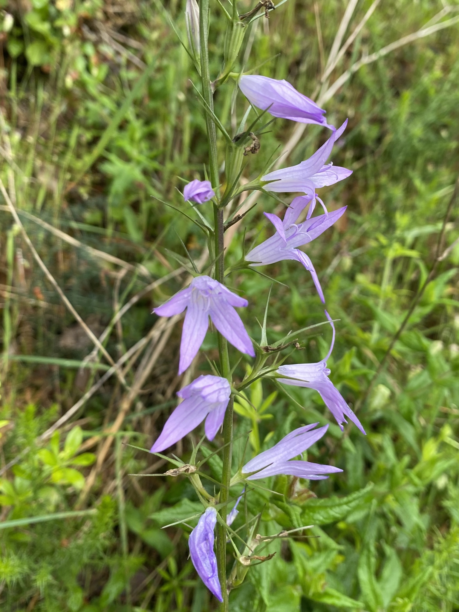 Photo of Rampion (6/12)