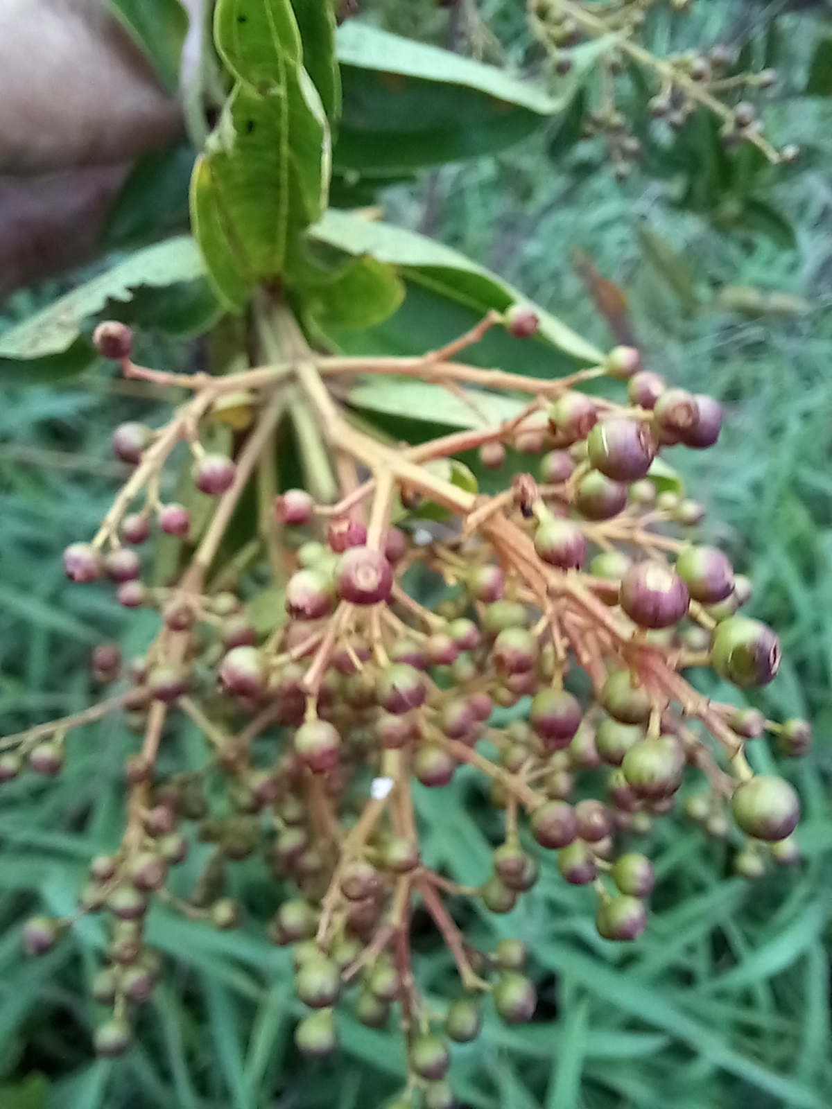 Photo of Magnoliopsida (5/5)