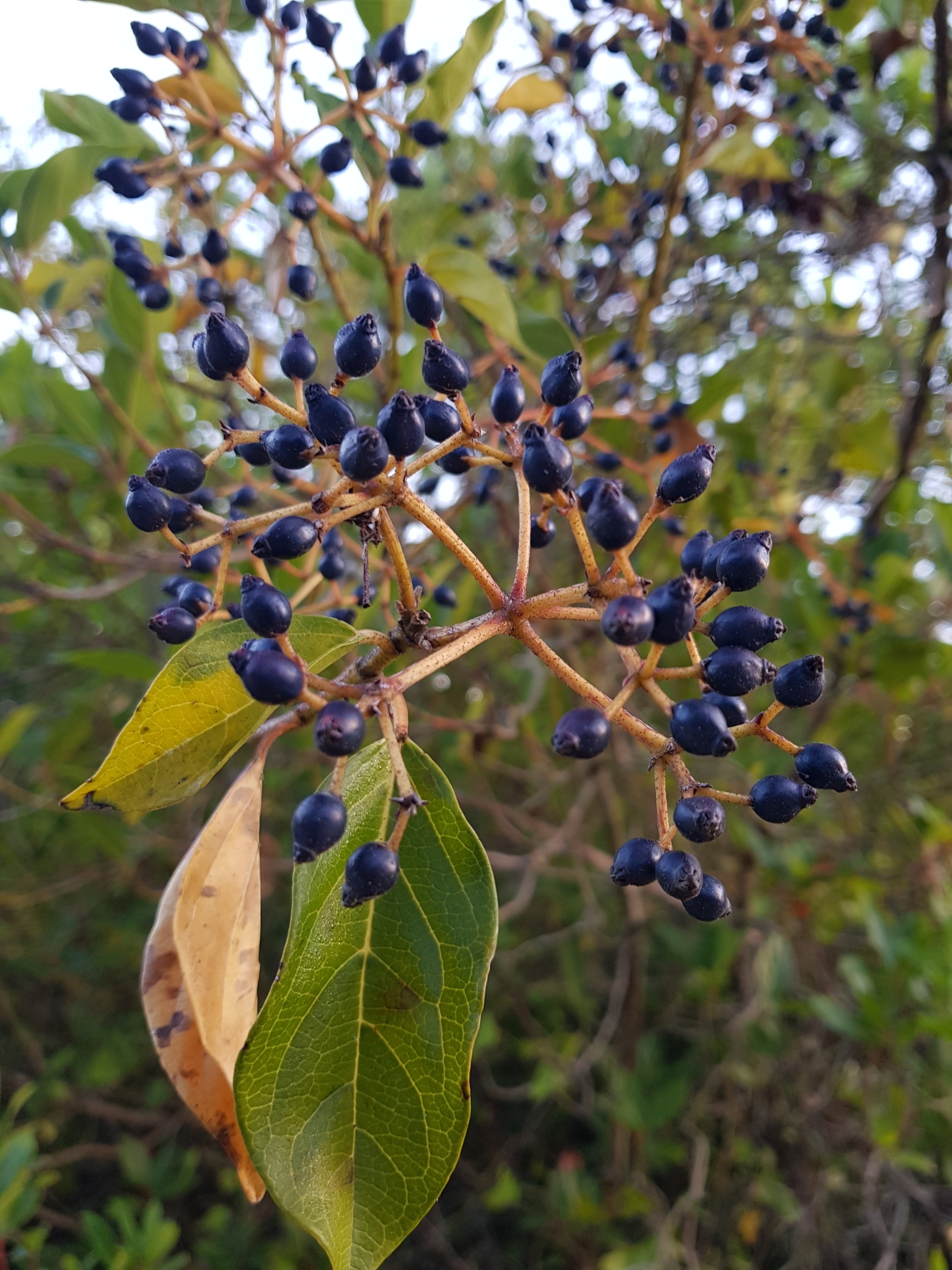 Photo of Laurustinus viburnum (3/12)