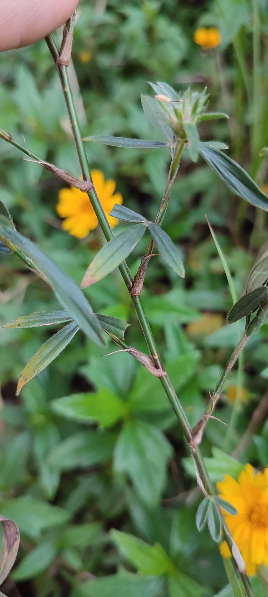 Photo of Stylosanthes (2/7)