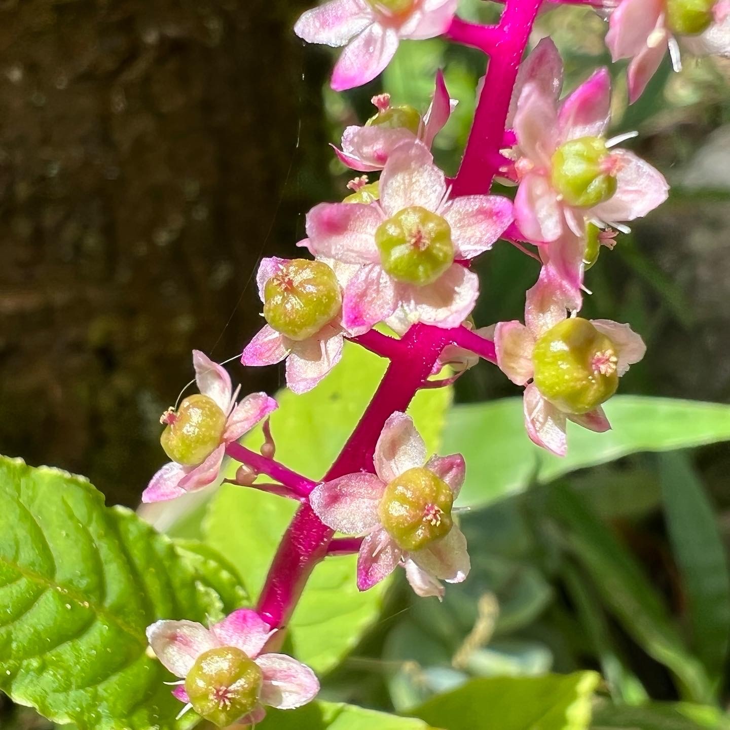 Photo of Brazilian Pokeweed (4/12)