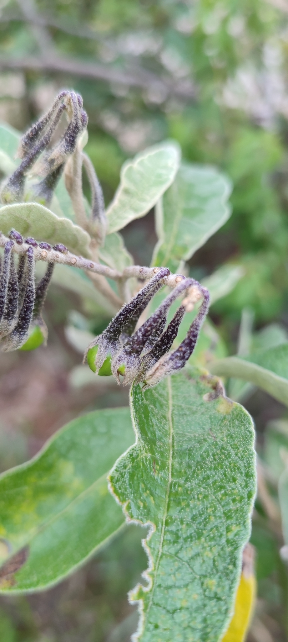 Photo of Solanum paniculatum (2/12)
