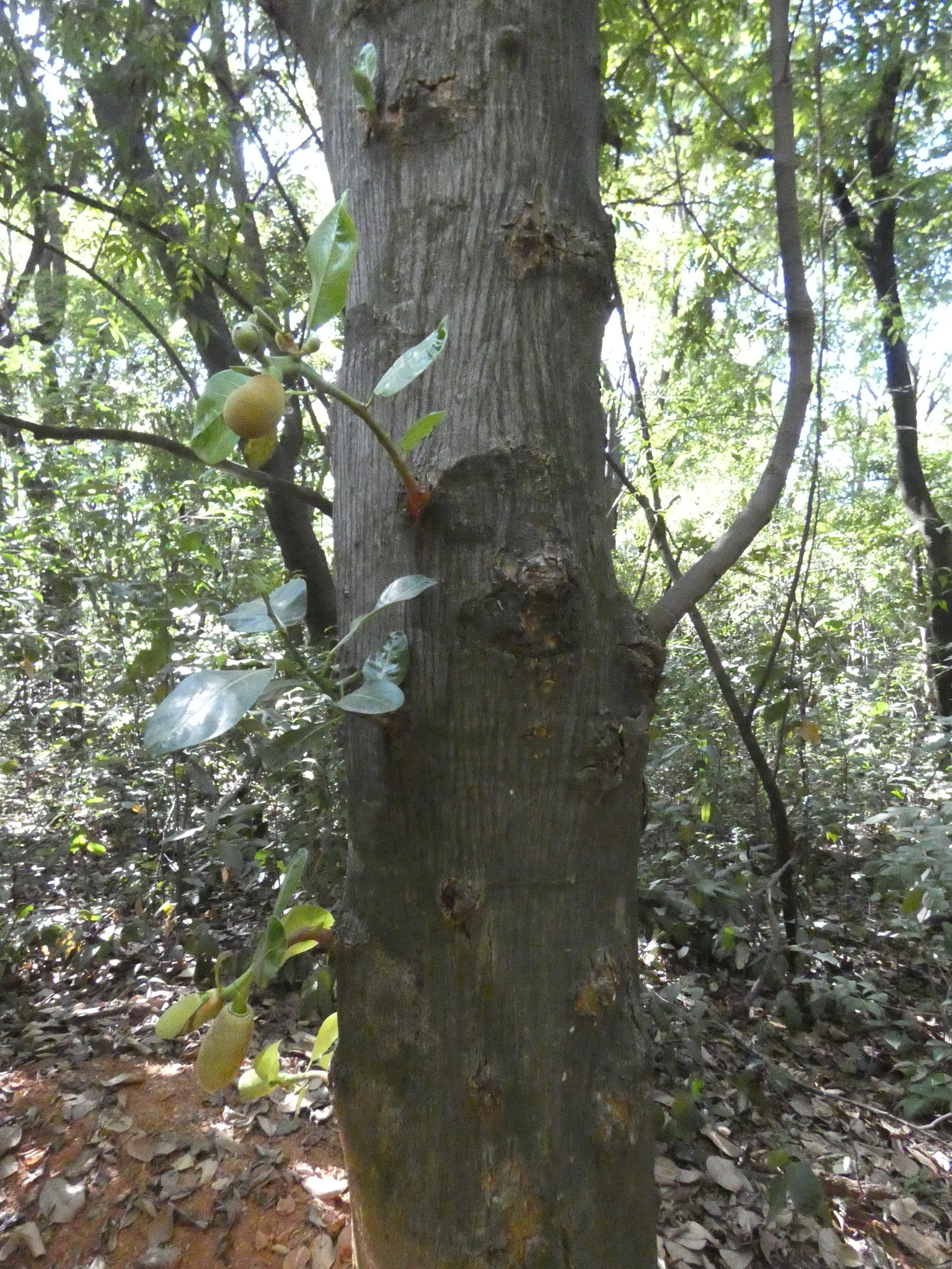 Photo of Jackfruit (4/12)