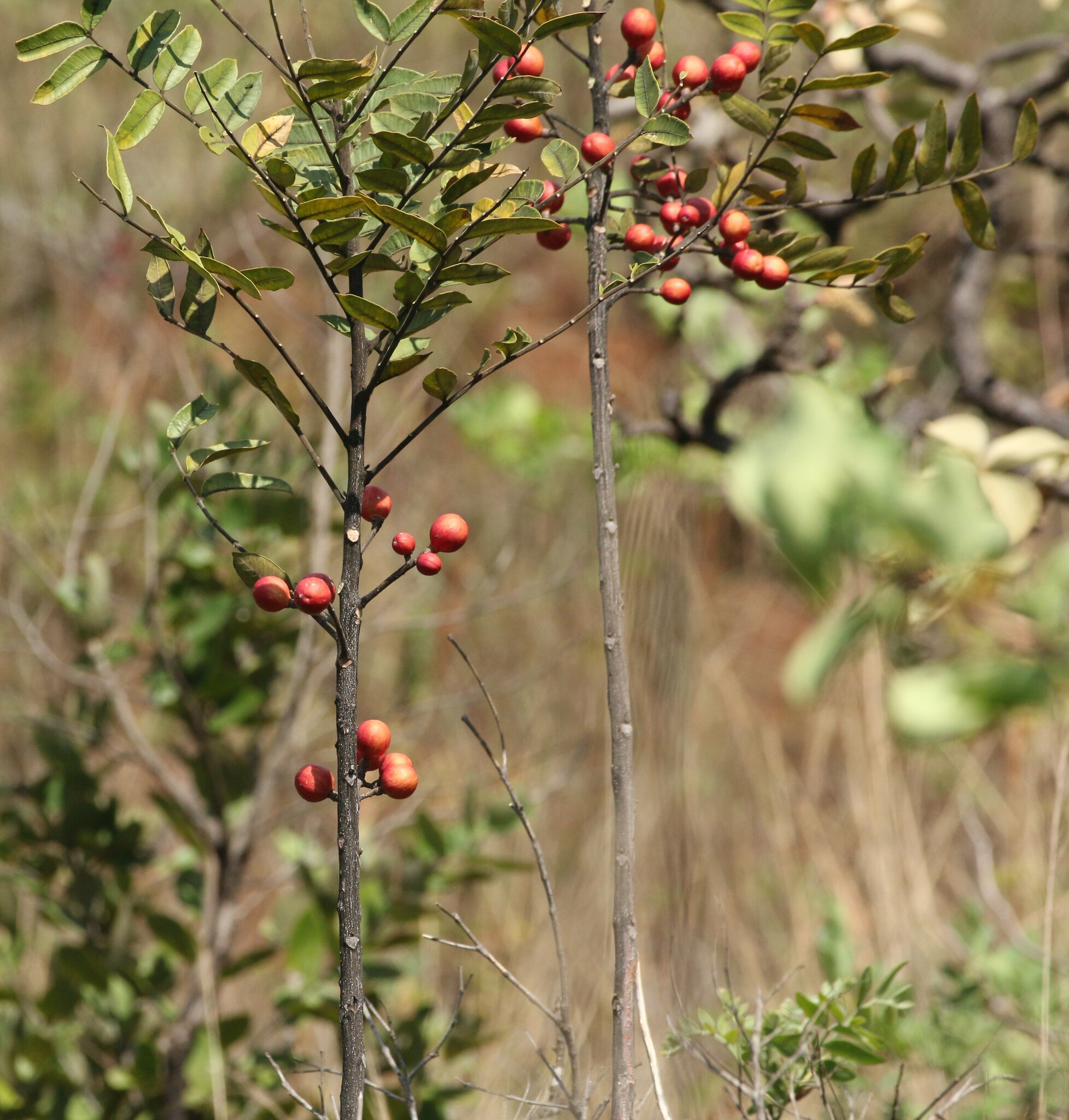 Photo of Cabralea canjerana (8/12)