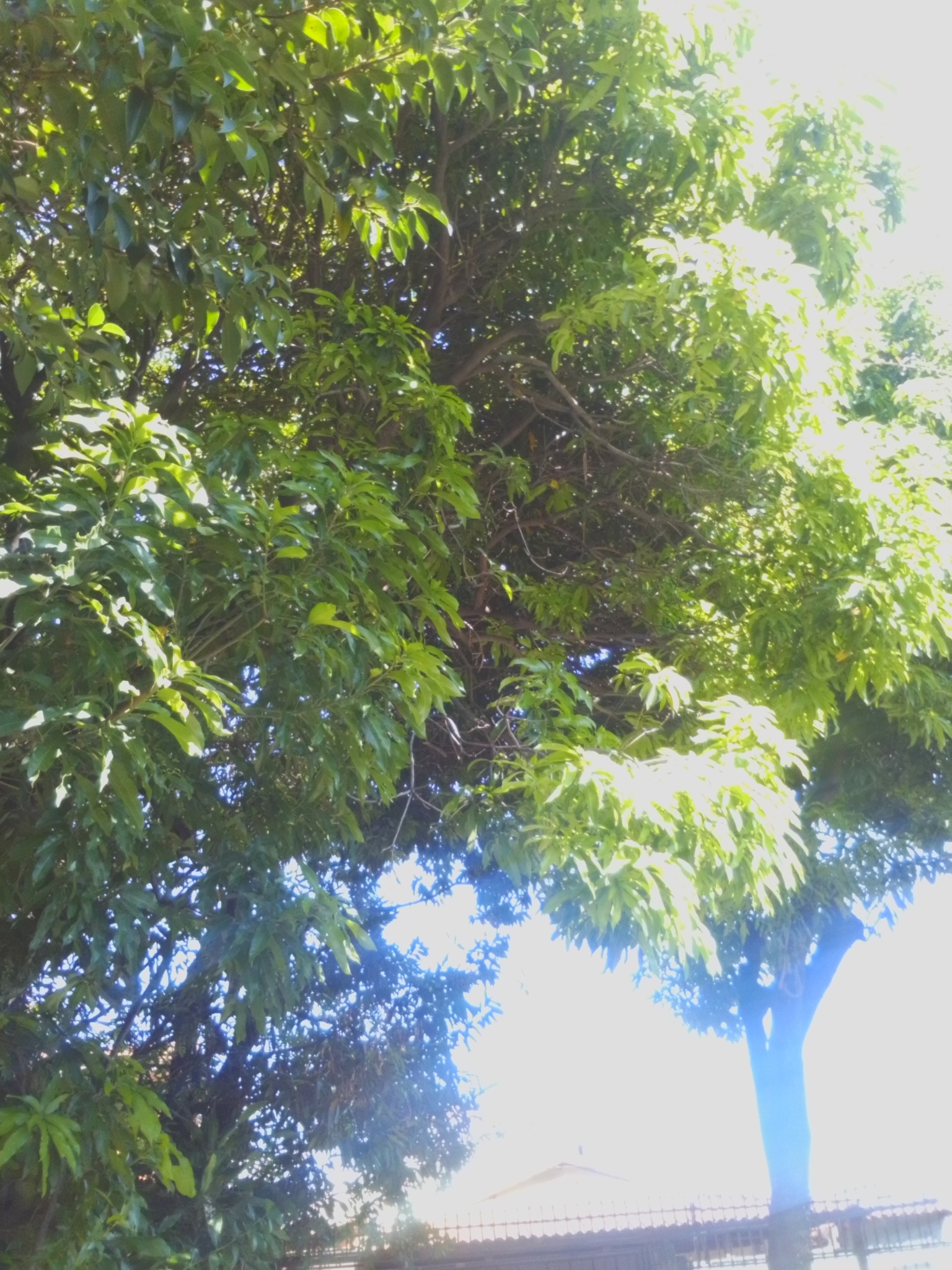 Photo of Indian mango (6/12)