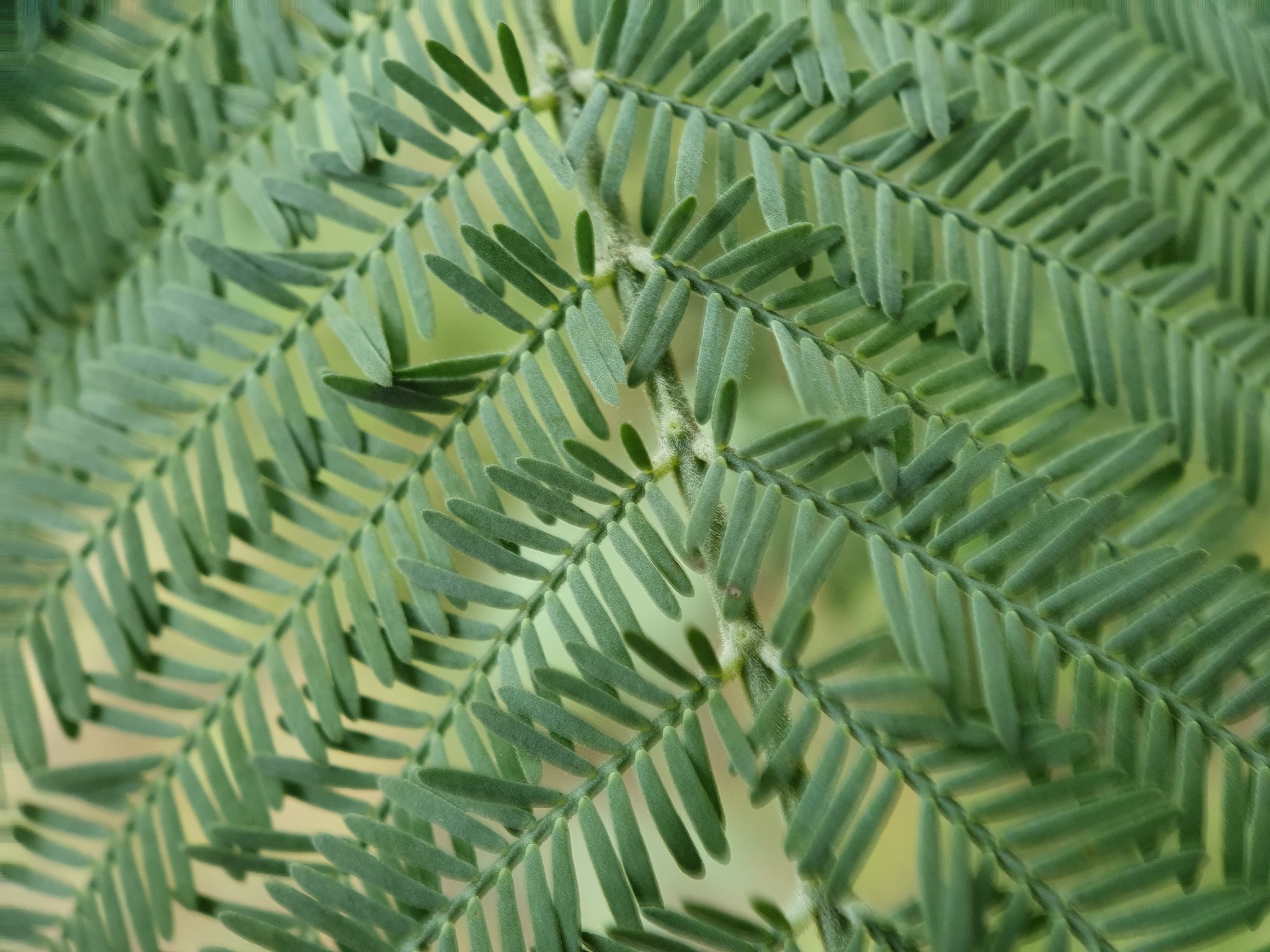 Photo of Silver wattle (7/12)