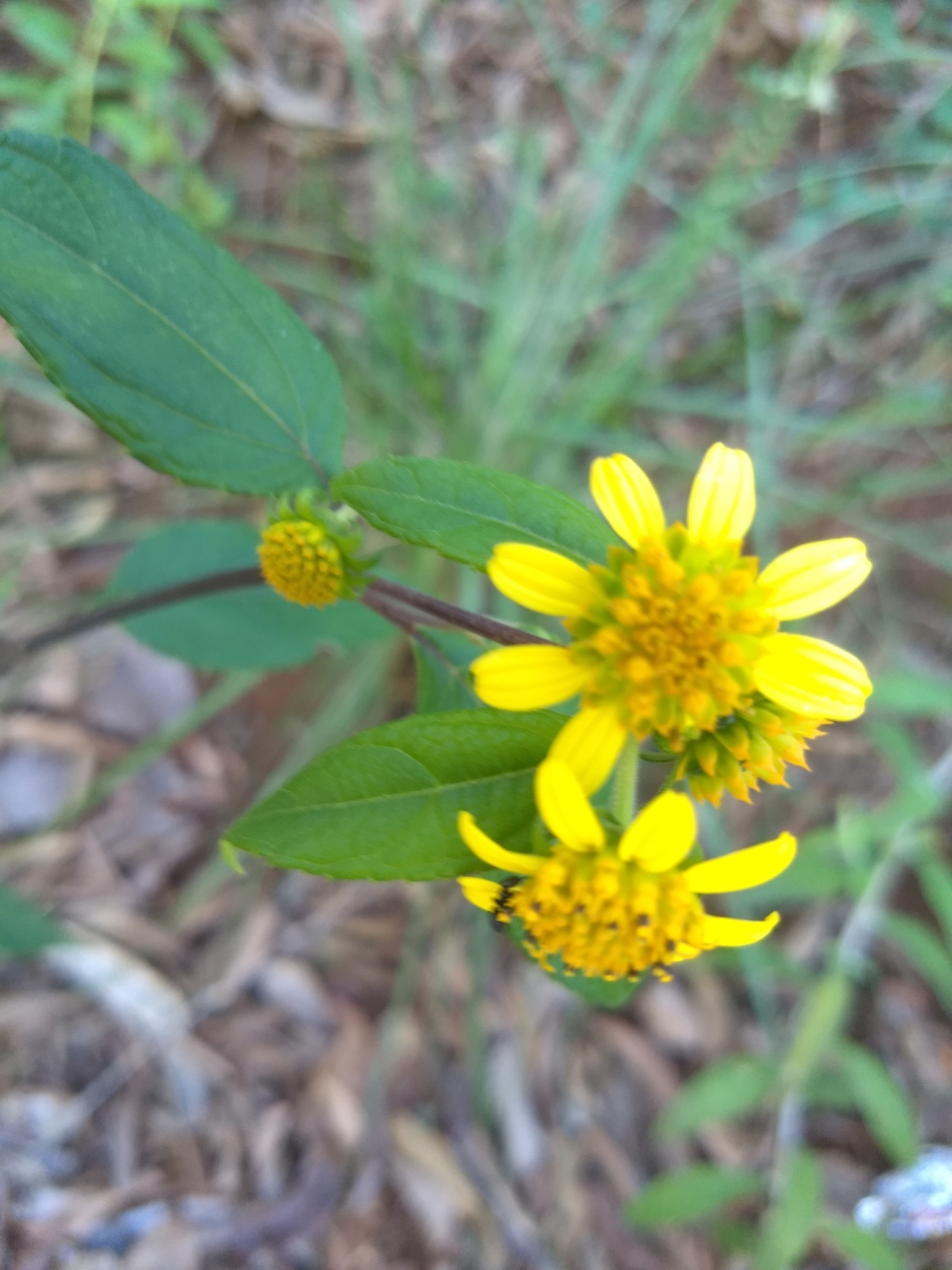 Photo of Tilesia baccata (1/12)