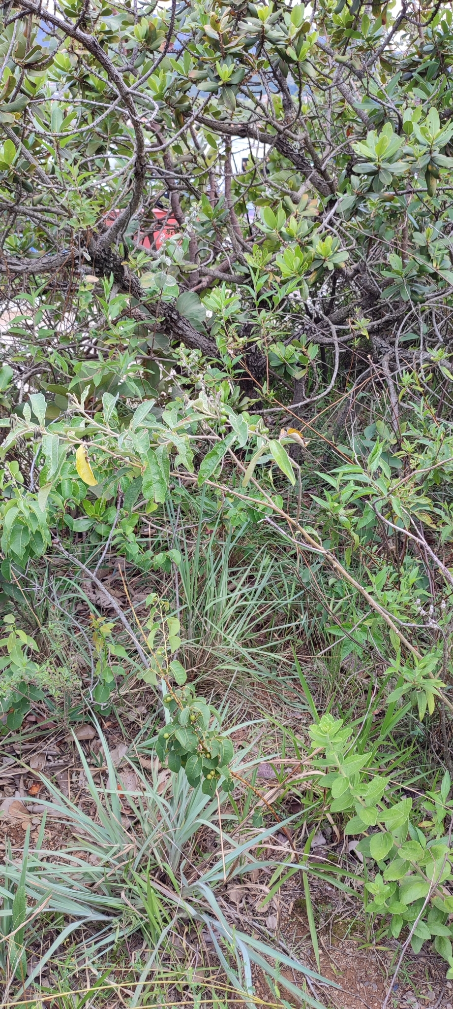 Photo of Solanum paniculatum (12/12)