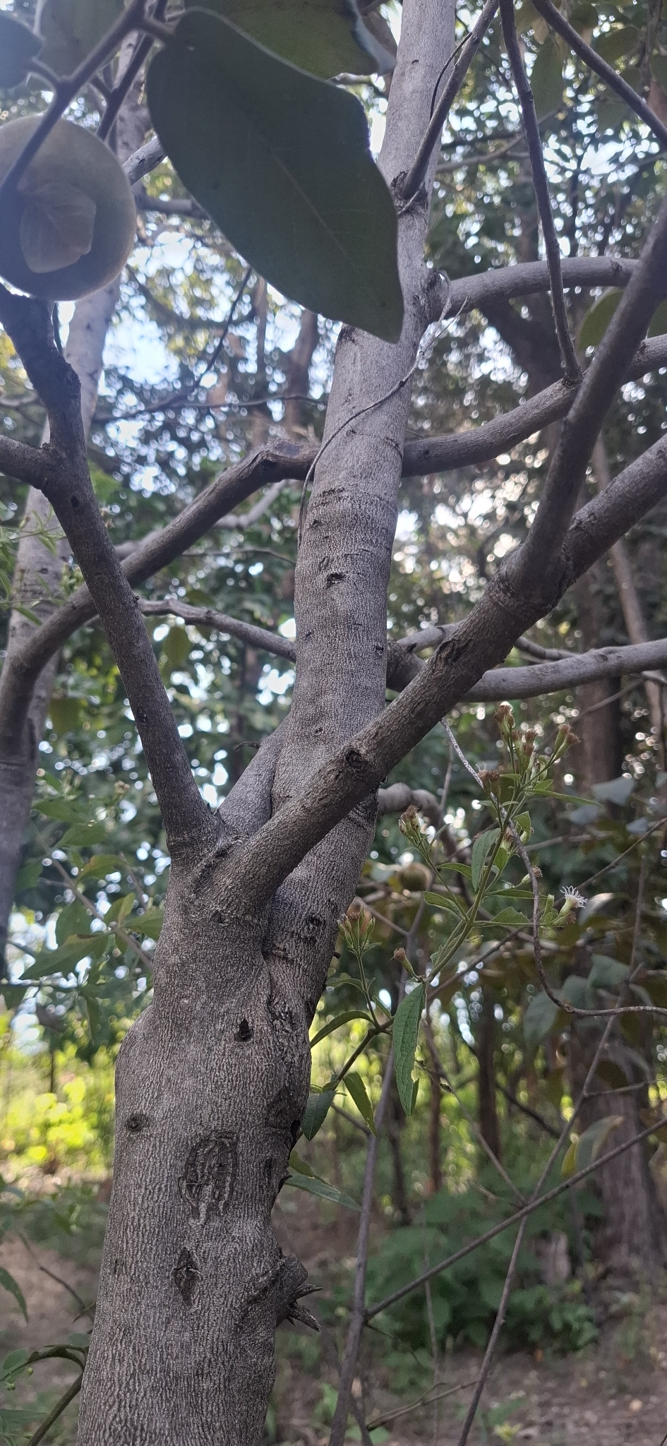 Photo of Diospyros lasiocalyx (5/12)