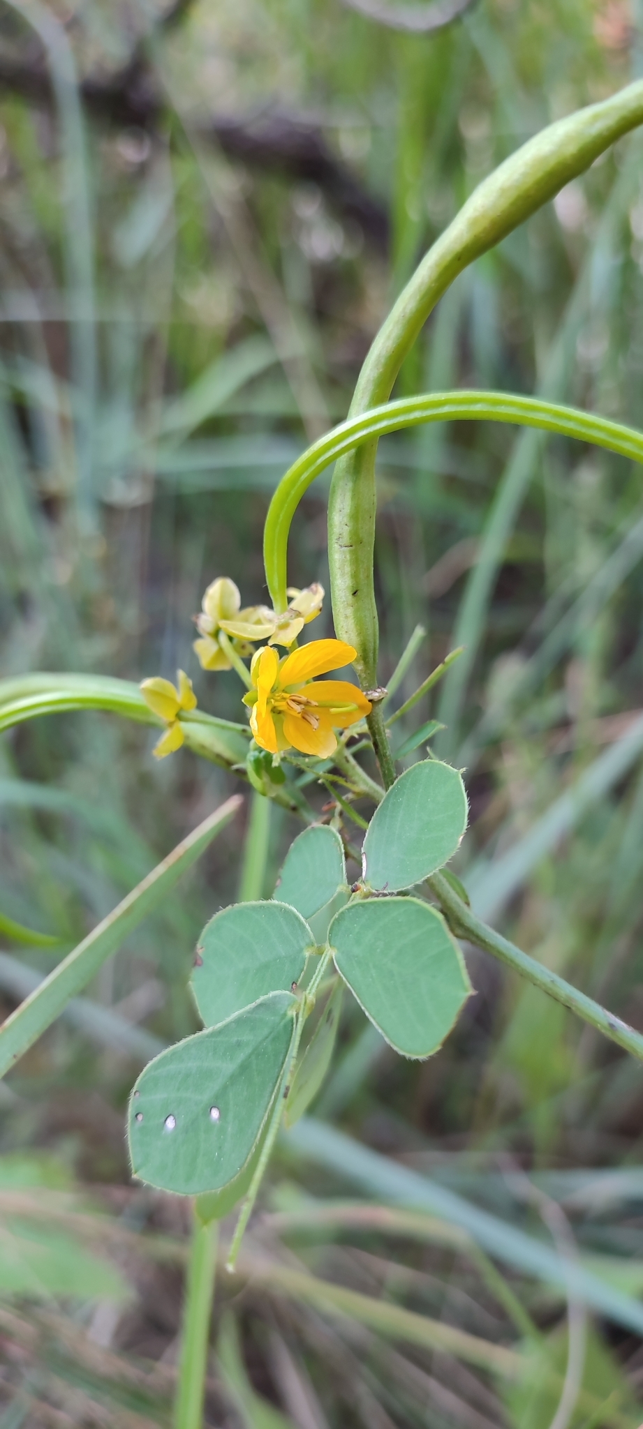 Photo of American Sicklepod (8/12)