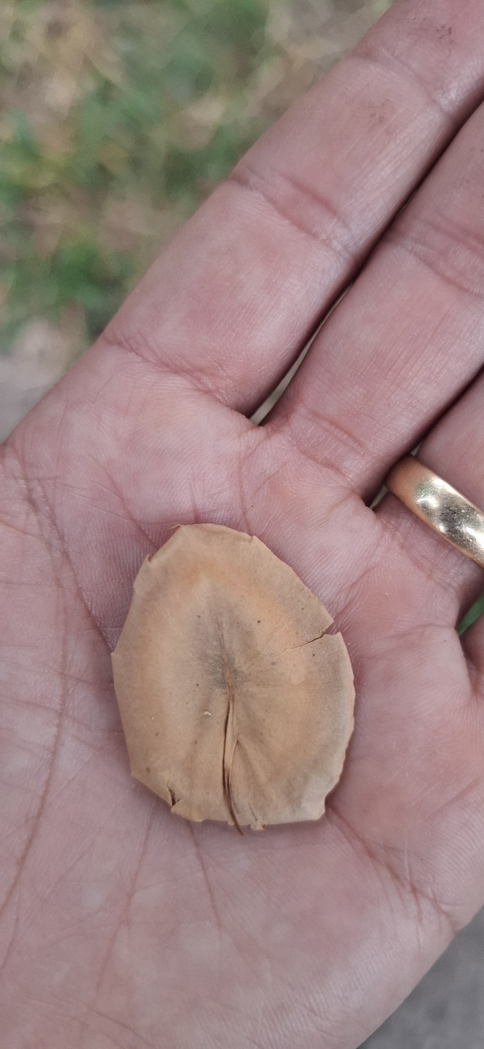 Photo of Aspidosperma tomentosum (1/12)