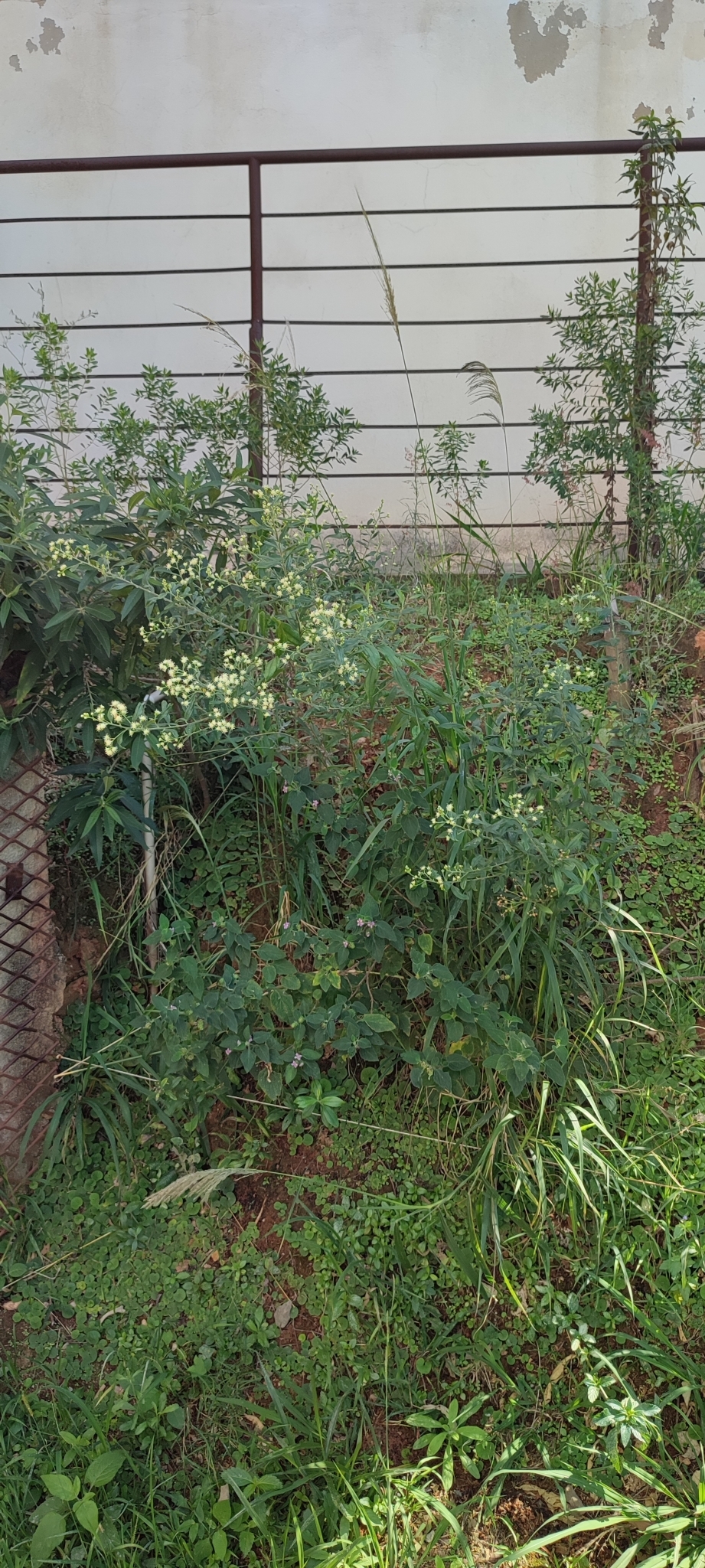 Photo of Baccharis trinervis (11/12)