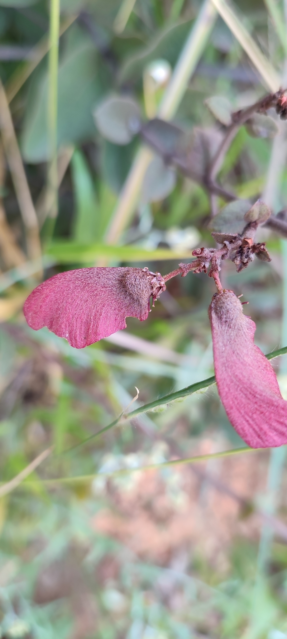 Photo of Heteropterys campestris (5/12)