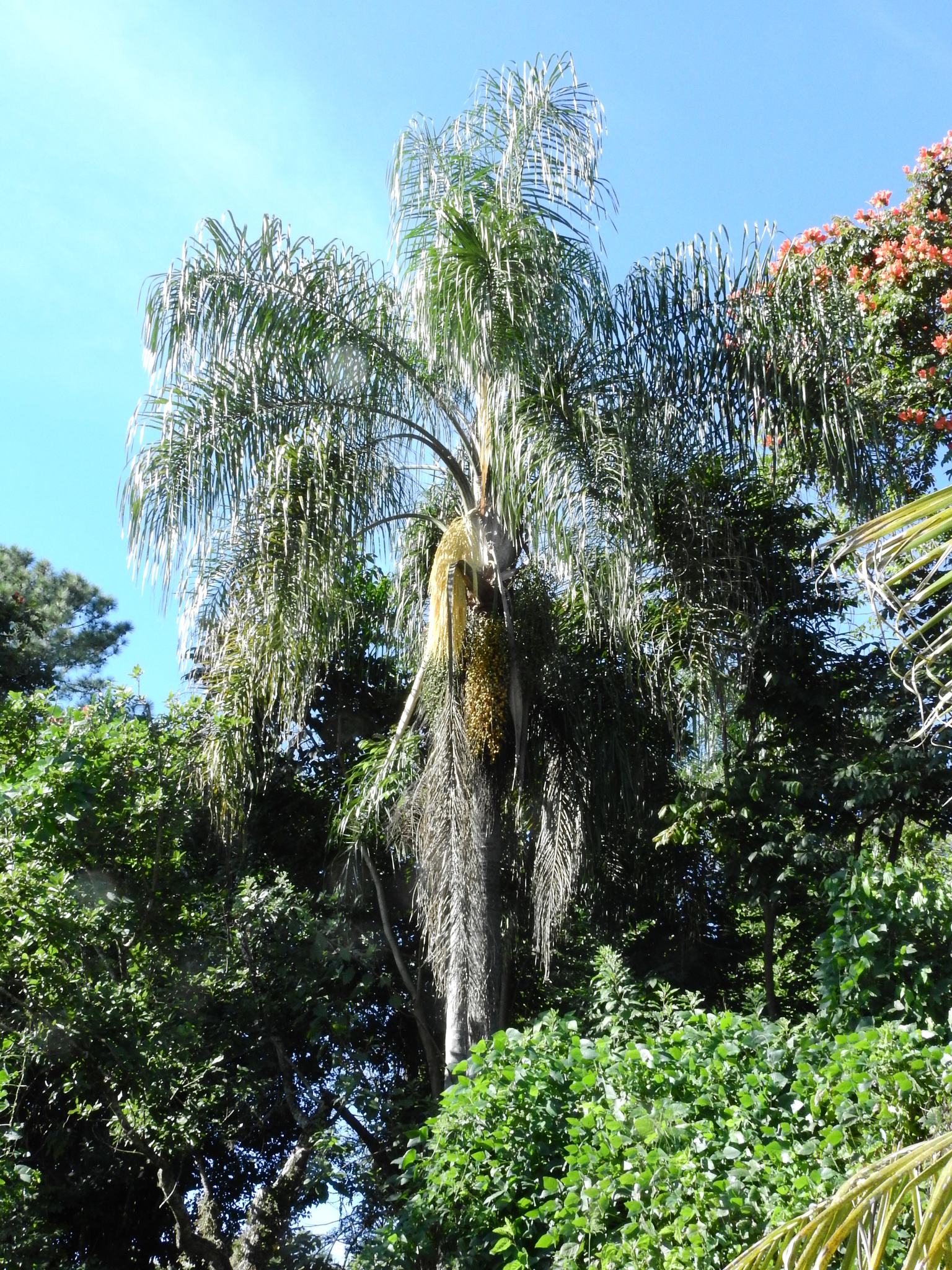 Photo of Queen palm (12/12)