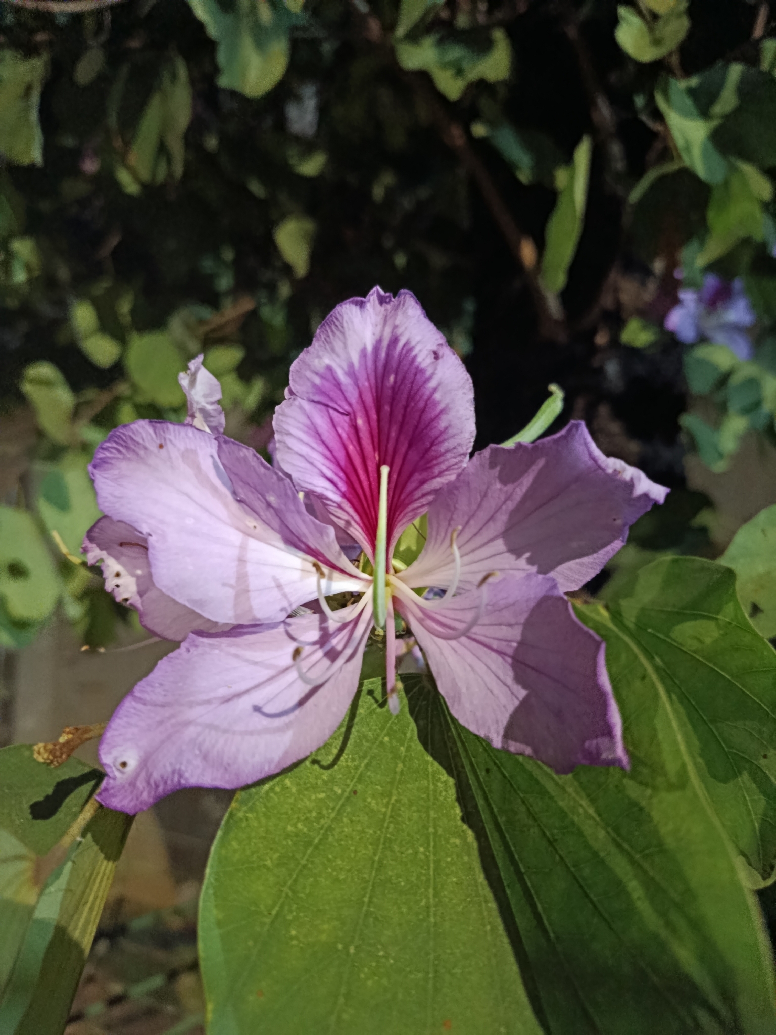 Photo of Orchid tree (3/7)