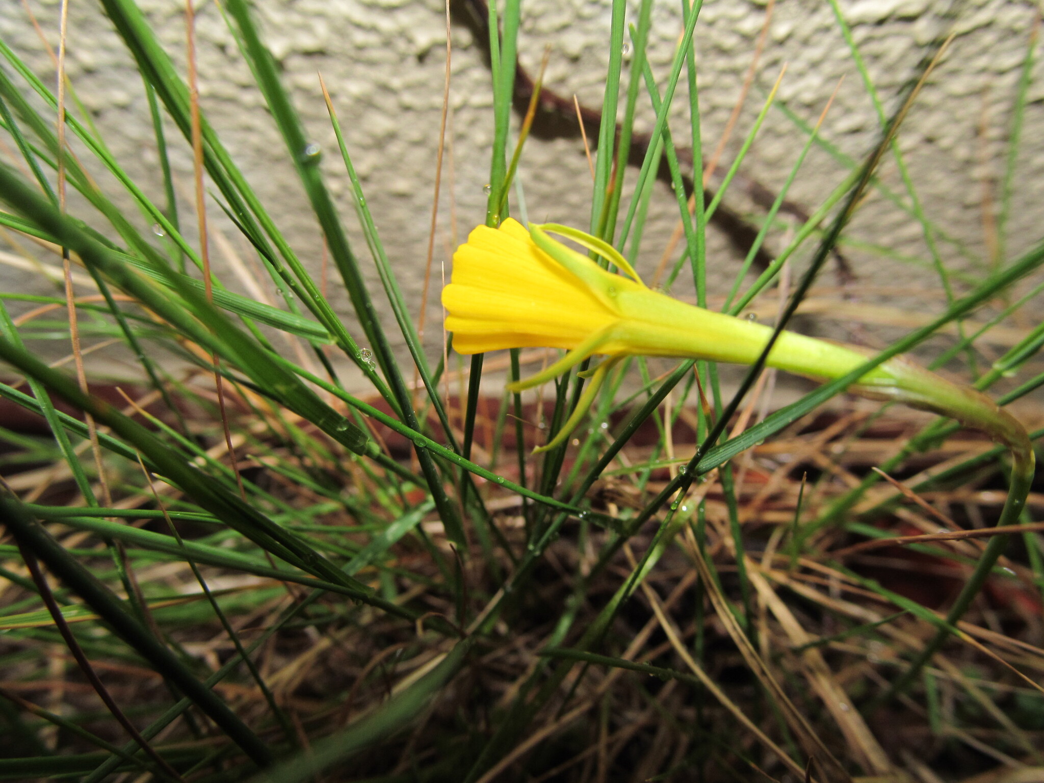 Photo of hoop-petticoat daffodil (10/12)