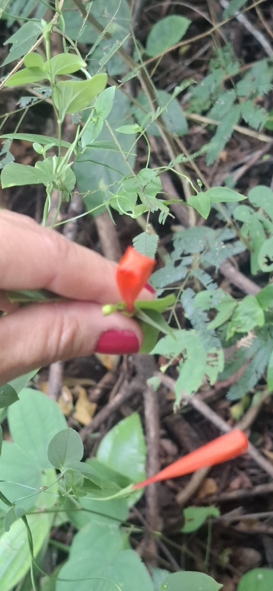 Photo of Firecracker Vine (5/7)