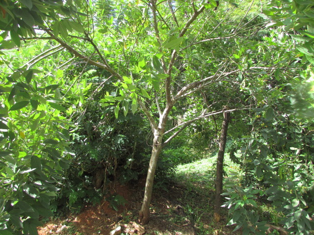 Photo of Fabaceae (3/6)
