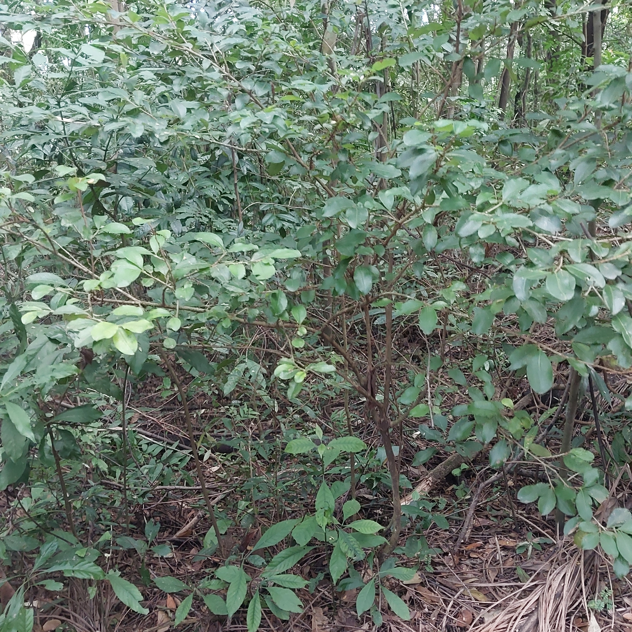 Photo of Psidium rufum (3/7)
