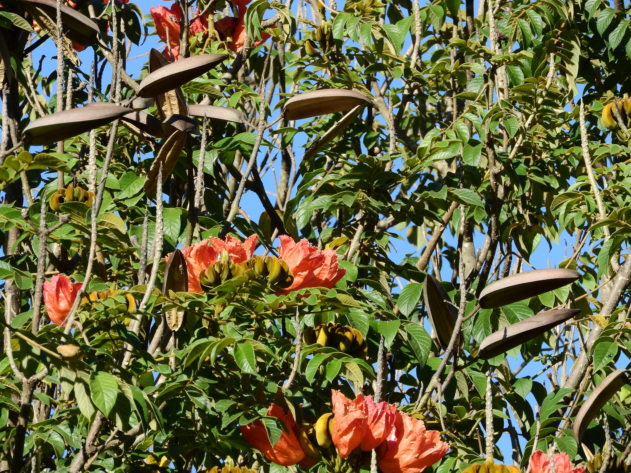 Photo of African tulip tree (12/12)