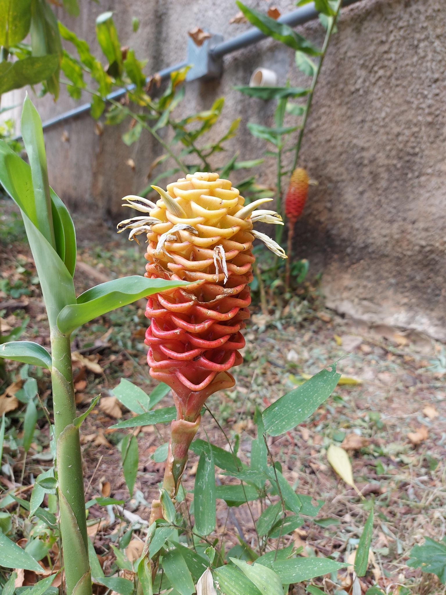 Photo of beehive ginger (6/6)