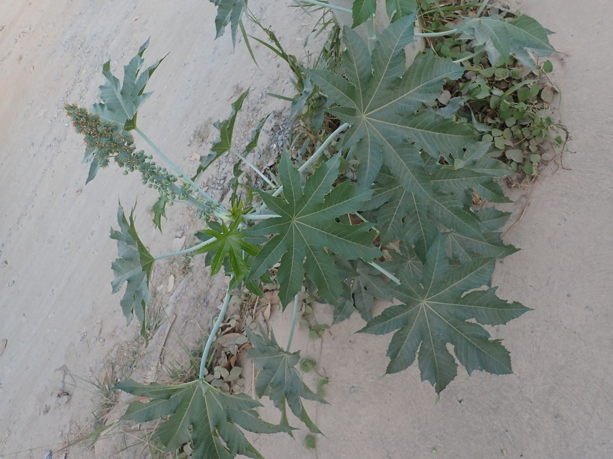 Photo of castor bean (5/12)