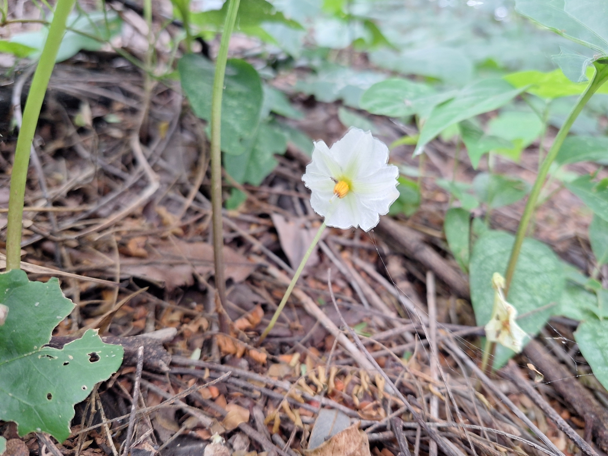Photo of gingerleaf (5/9)