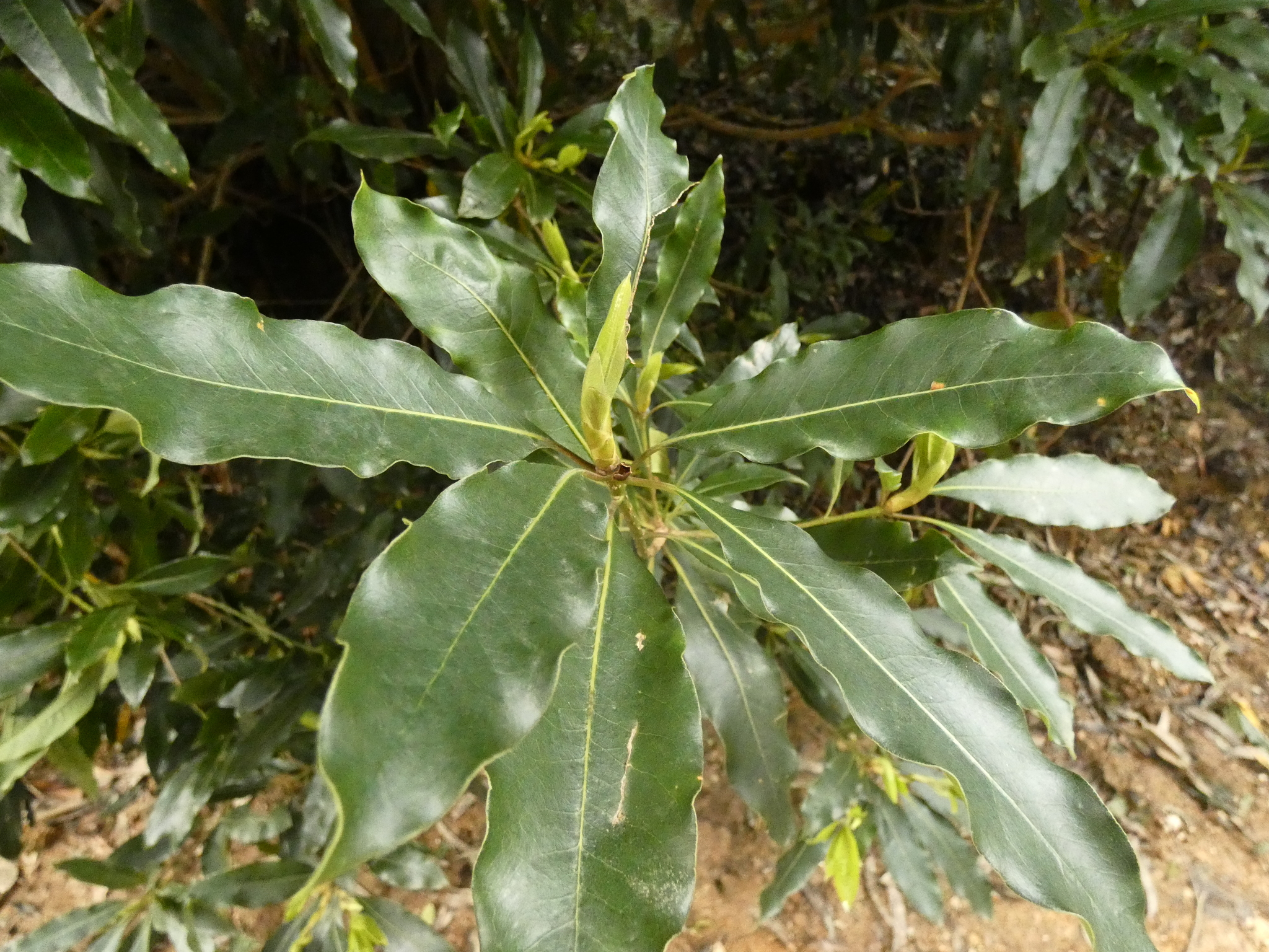 Photo of Australian Cheesewood (11/12)