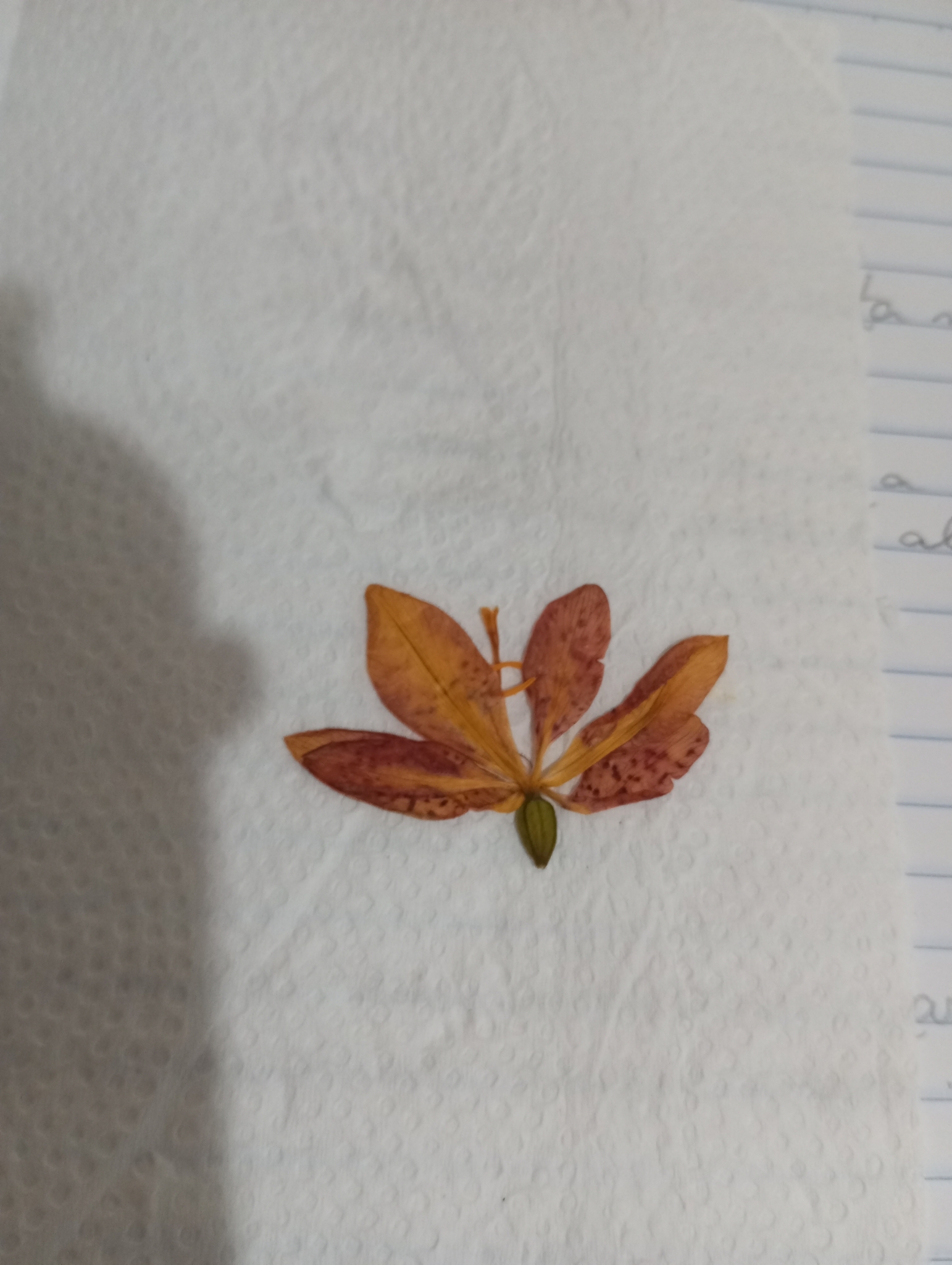 Photo of Blackberry Lily (4/9)