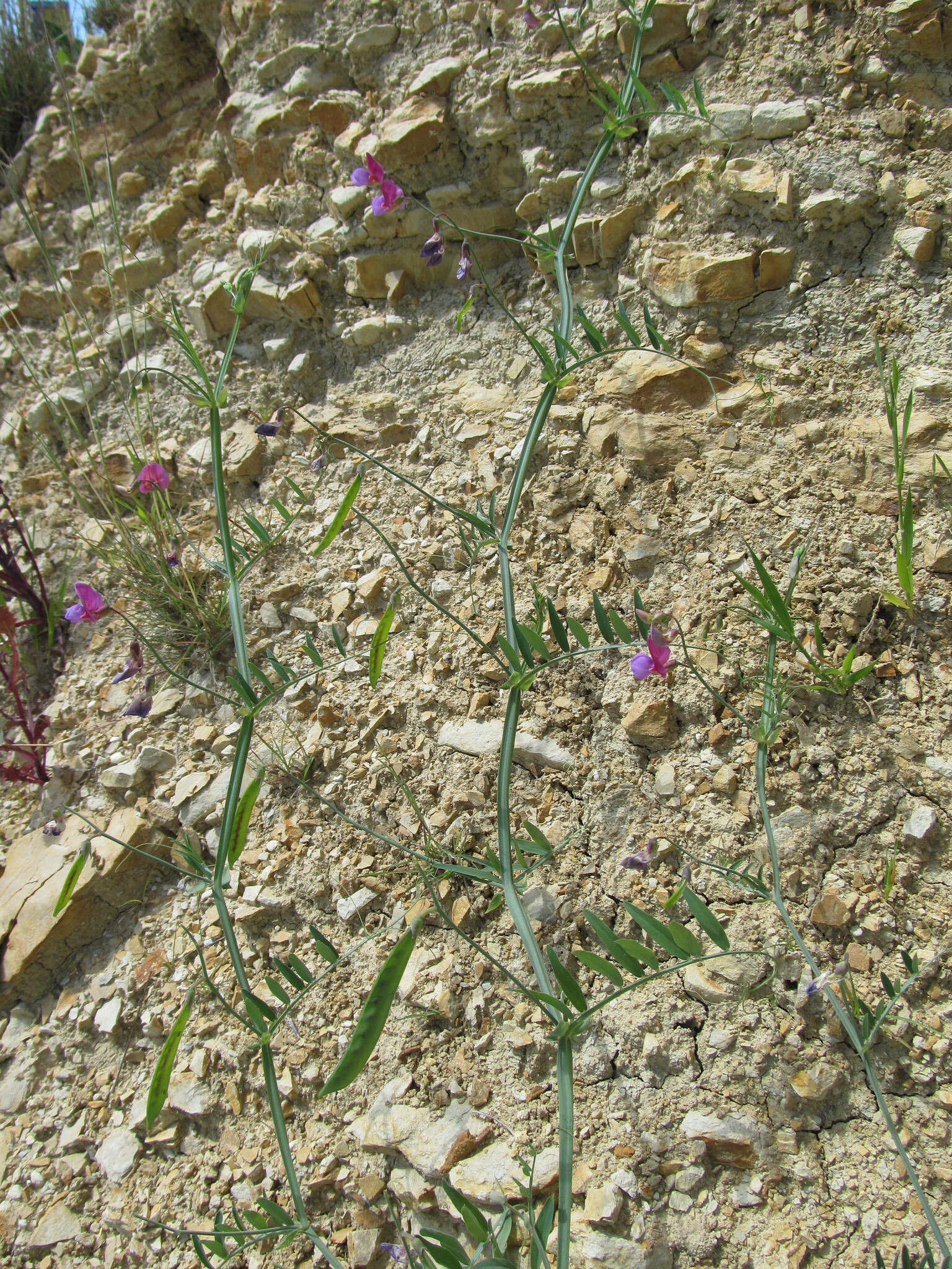 Photo of Crimson Pea (3/12)