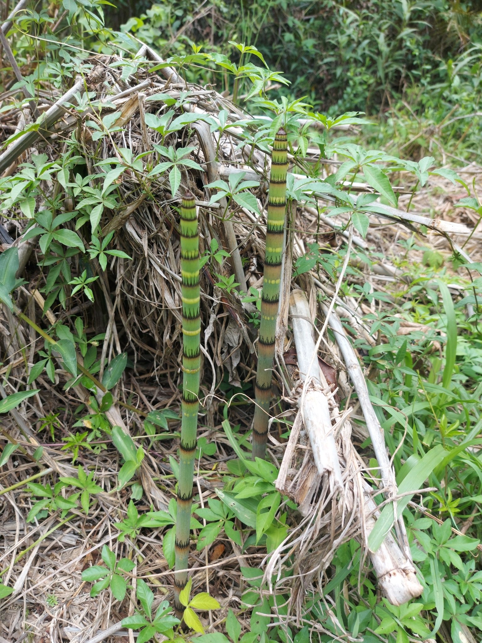 Photo of Equisetum (6/6)