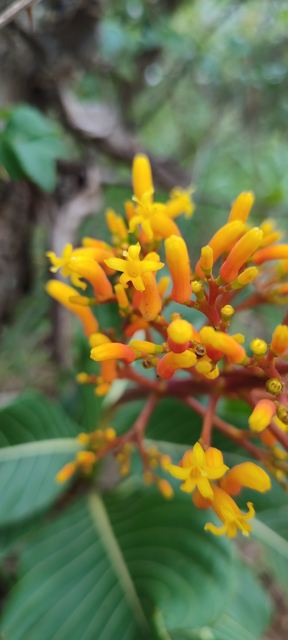 Photo of Palicourea rigida (12/12)