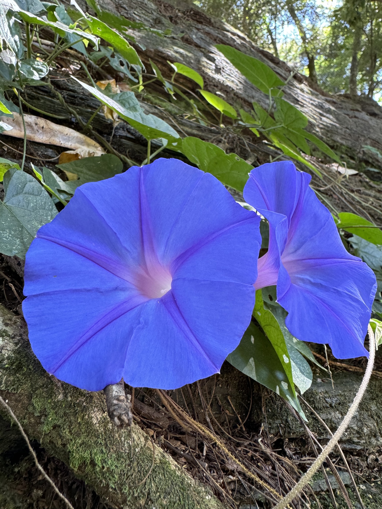 Photo of oceanblue morning glory (2/8)