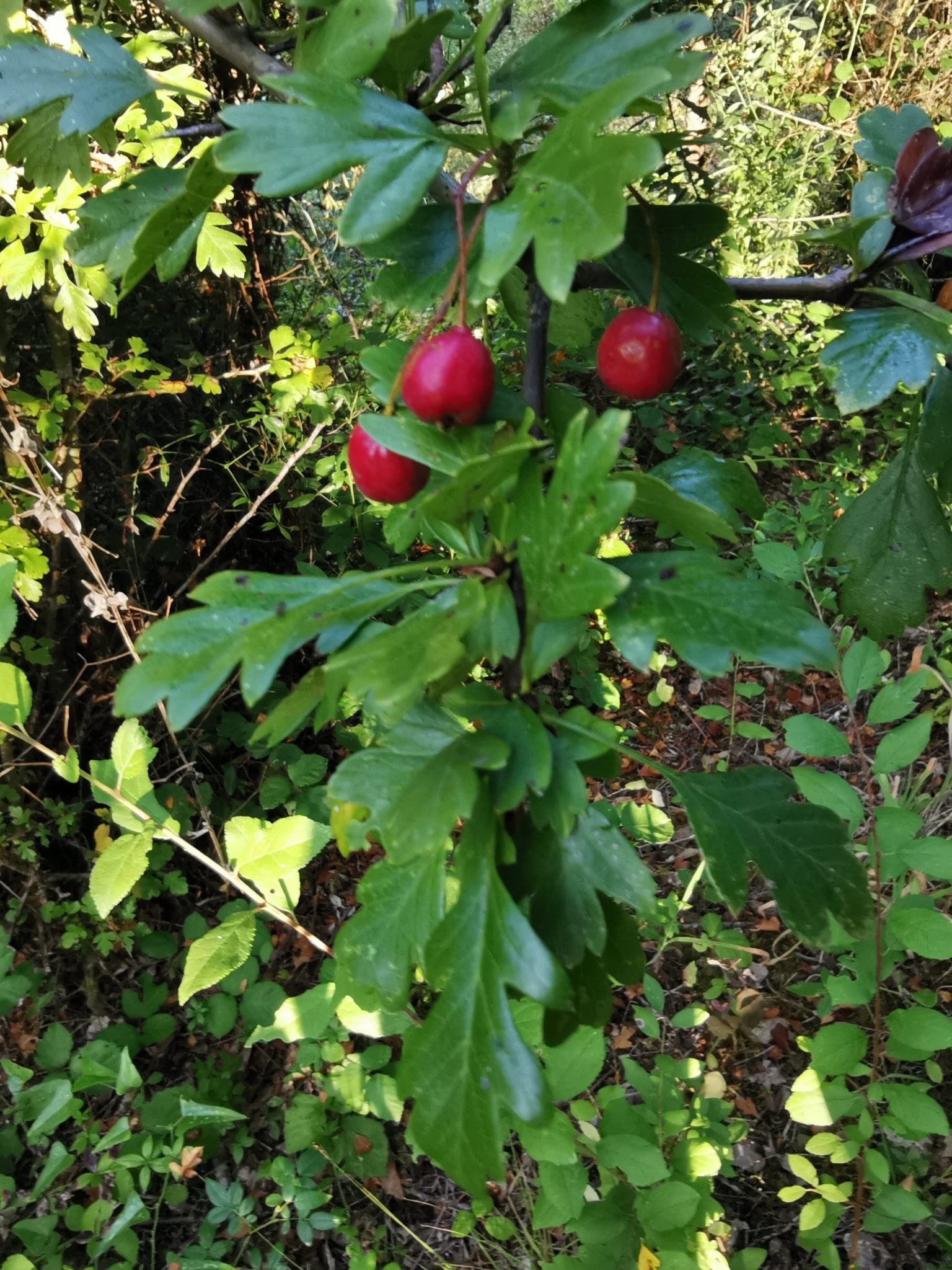 Photo of common hawthorn (2/12)