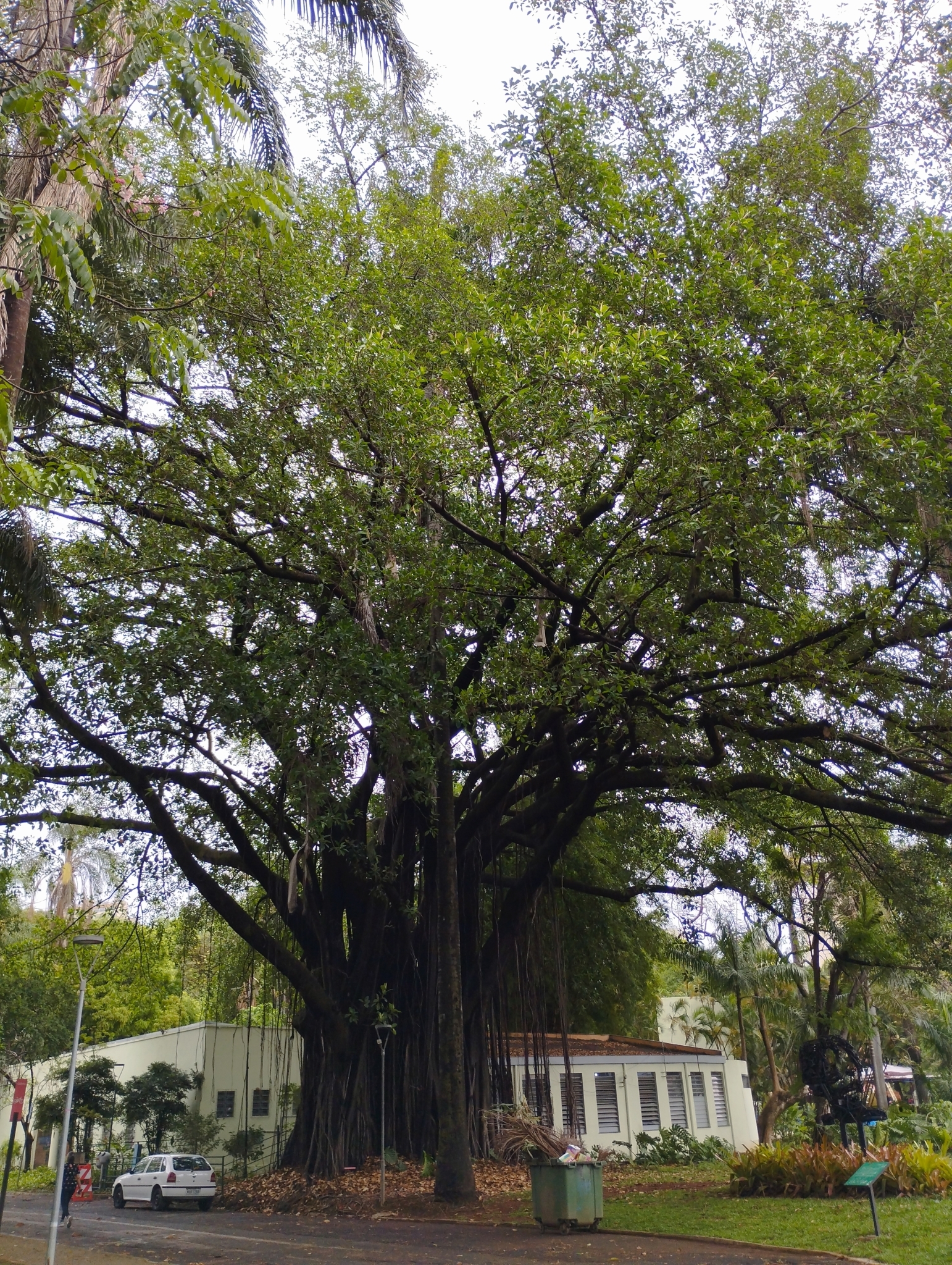 Photo of rubber plant (4/10)